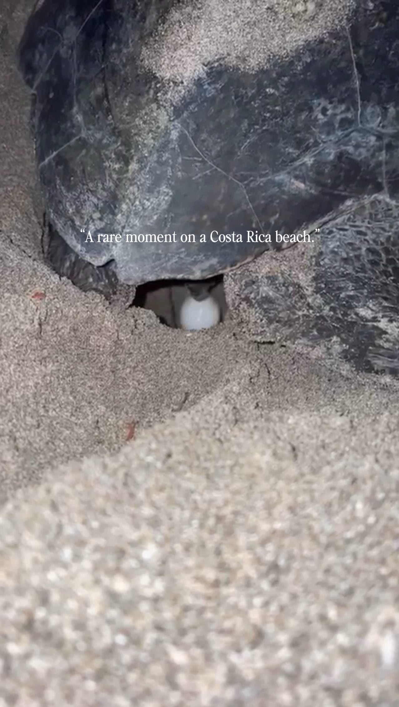 “Some moments in Costa Rica happen quietly, long after the sun sets.
A sea turtle returning to the beach where her story began.”
#guanacastevacationrentals #tamarindovacationrentals #luxuryvacationrentals #seaturtles #costarica