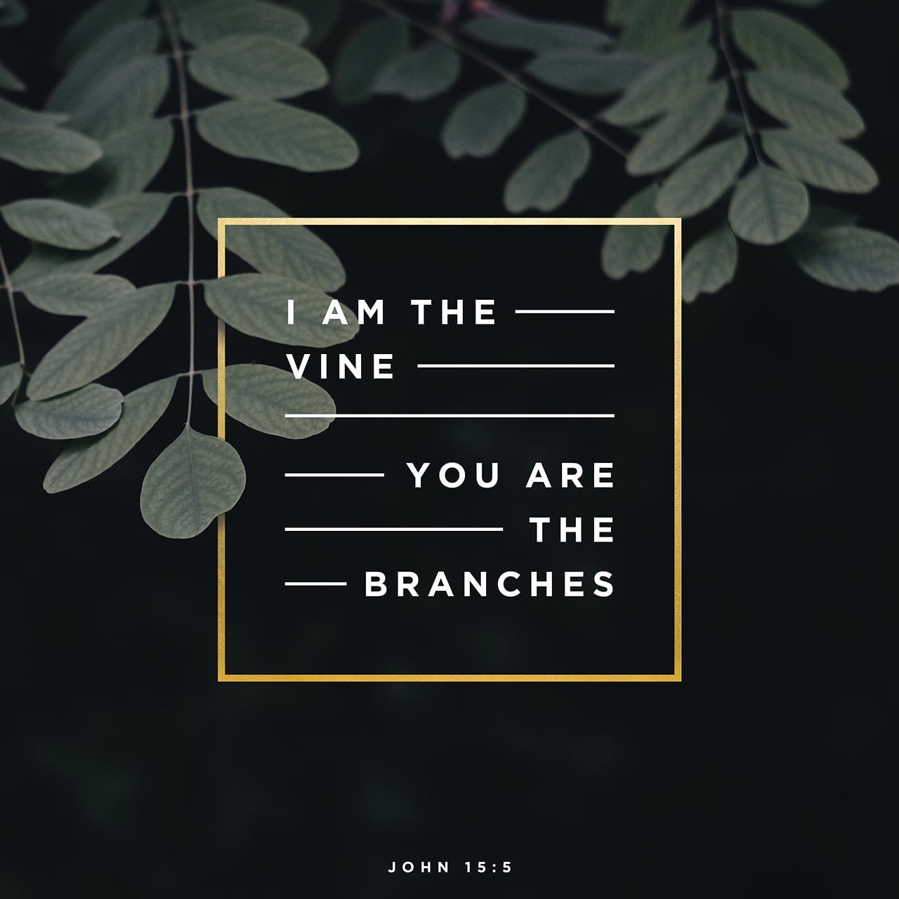 I love how this final “I am” statement of Jesus makes the promise of Christmas ongoing.
Here’s wishing you all a merry Christmas & New Year full of blessings!
#abide #permanecer #vineandbranches #lavidylasramas #promises #promesas