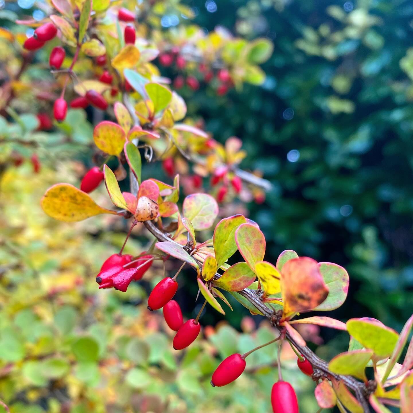 Das Vogelfutterbuffet ist angerichtet. Die Beeren unserer Berberitze leuchten im Novembergarten und die tolle Herbstfärbung der Blätter kann man auch schon sehen.🥰 Im Sommer ein super Brutplatz für Singvögel -weil Katzensicher - und jetzt hat sich unter dem Busch ein Igel einquartiert. Das Gehölz ist langsam wachsend, also behält man trotz der Stacheln gut die Kontrolle. Ich liebe sie sehr.
#novembergarten #herbstfarben #vogelfreundlichergarten #wildergarten #biogarten #ecogardening #gardenlife #growyourown #autumnvibes #bauerngarten #cottagegarden #allotmentgarden #naturnahergarten #nachhaltigleben #sustainablegardening
#mischkultur #mygardentoday #gardenblogger #gardendottir