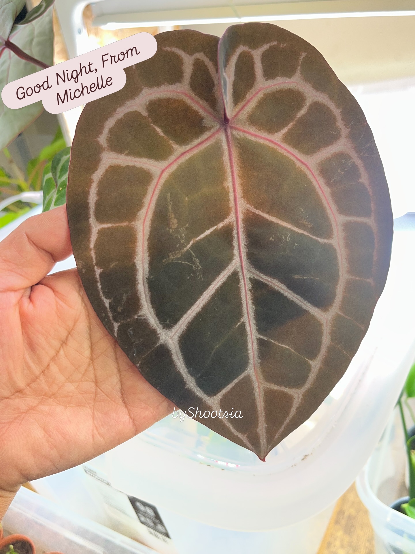 I had to stop for a moment tonight.
Michelle had unfurled a leaf that left me amazed. Perfect shape, deep velvet texture, and incredibly large. The veins glow softly like they were drawn by hand.
No matter how many plants I grow, moments like this never get old.
Good night from Shootsia🌿
Shootsia - Rare tropical plants
You never have too much…
#anthurium #aroidaddicts #plantsofinstagram #rareplants #houseplantcommunity