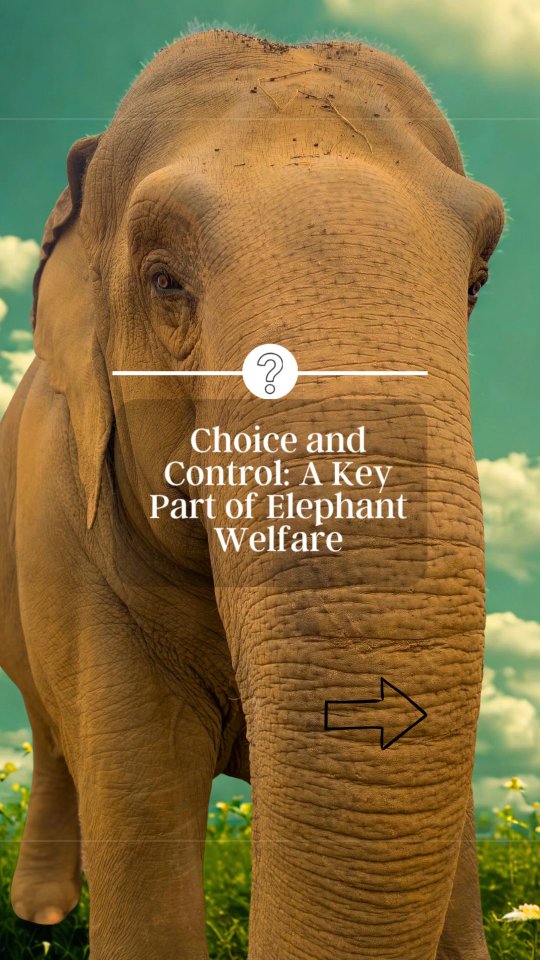Choix et contrĂŽle : un Ă©lĂ©ment clĂ© du bien-ĂȘtre des Ă©lĂ©phants
Un Ă©lĂ©ment essentiel du bien-ĂȘtre des Ă©lĂ©phants est la possibilitĂ© de choix et de contrĂŽle sur leur environnement.
Les Ă©lĂ©phants doivent pouvoir sâĂ©loigner des humains ou des autres individus lorsquâils en ressentent le besoin.
Dans cette vidĂ©o, Lhamo utilise la vĂ©gĂ©tation comme un espace de retrait, illustrant lâimportance de disposer de zones permettant aux Ă©lĂ©phants de sâisoler et de rĂ©guler leurs interactions sociales.
#standup4elephants
#elephantsanctuary
#nepal
#ethicaltourism
#elephantconservation