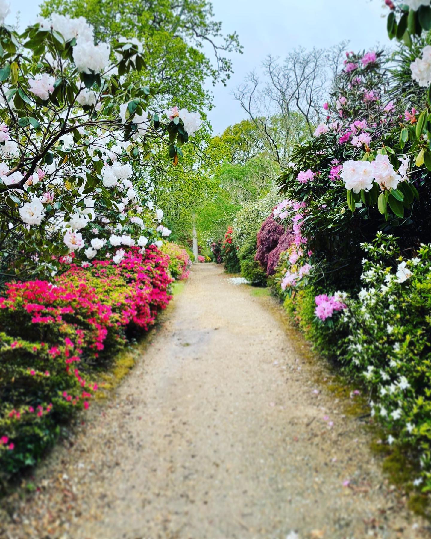 @exburygardens is such a beautiful place to visit! Just look at all of that spring colour πΊ πΈ πΌ
You can also hop on the steam train for a full tour of the gardens π