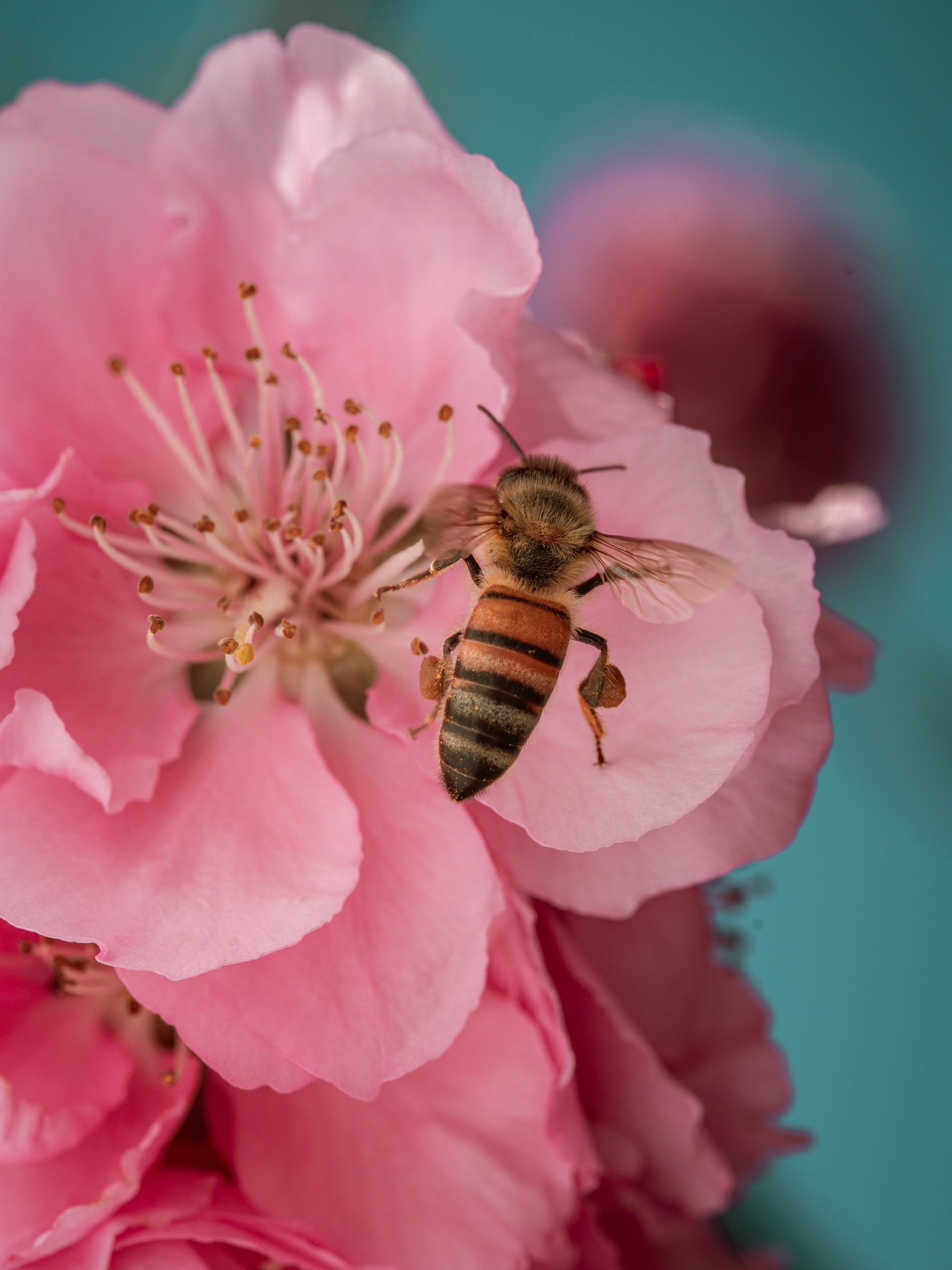 Spring is well ahead of schedule this year and we’re loving every minute of it! The vineyard is even showing some early bud break. The weather has all of us confused but it doesn’t get much better than 85f in March!
-
-
-
#spring #flowers #santaynezvalley #bee