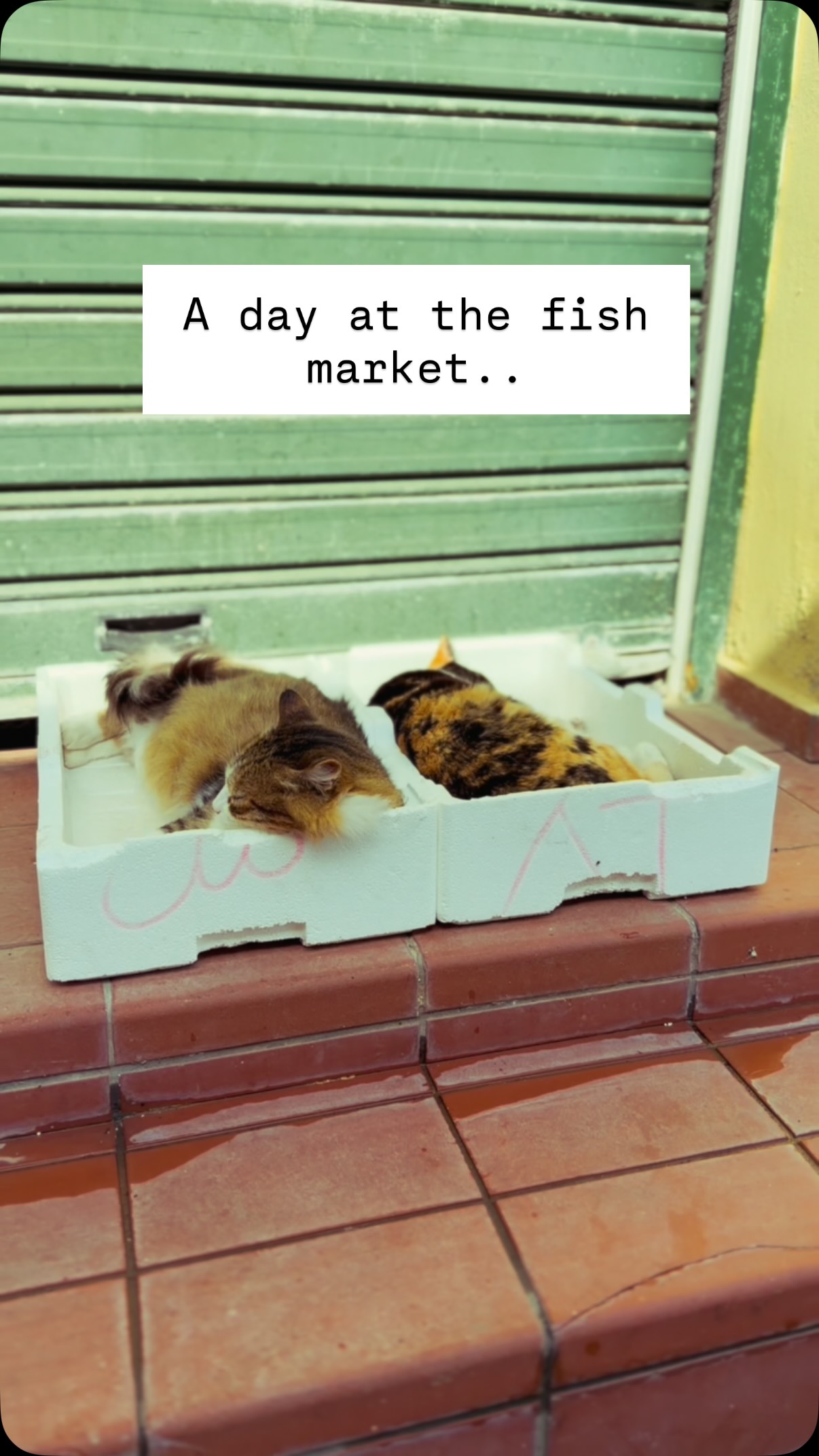 Little Corfu fish market moment …
Not sure what else to say at this crazy time in the world right now .
