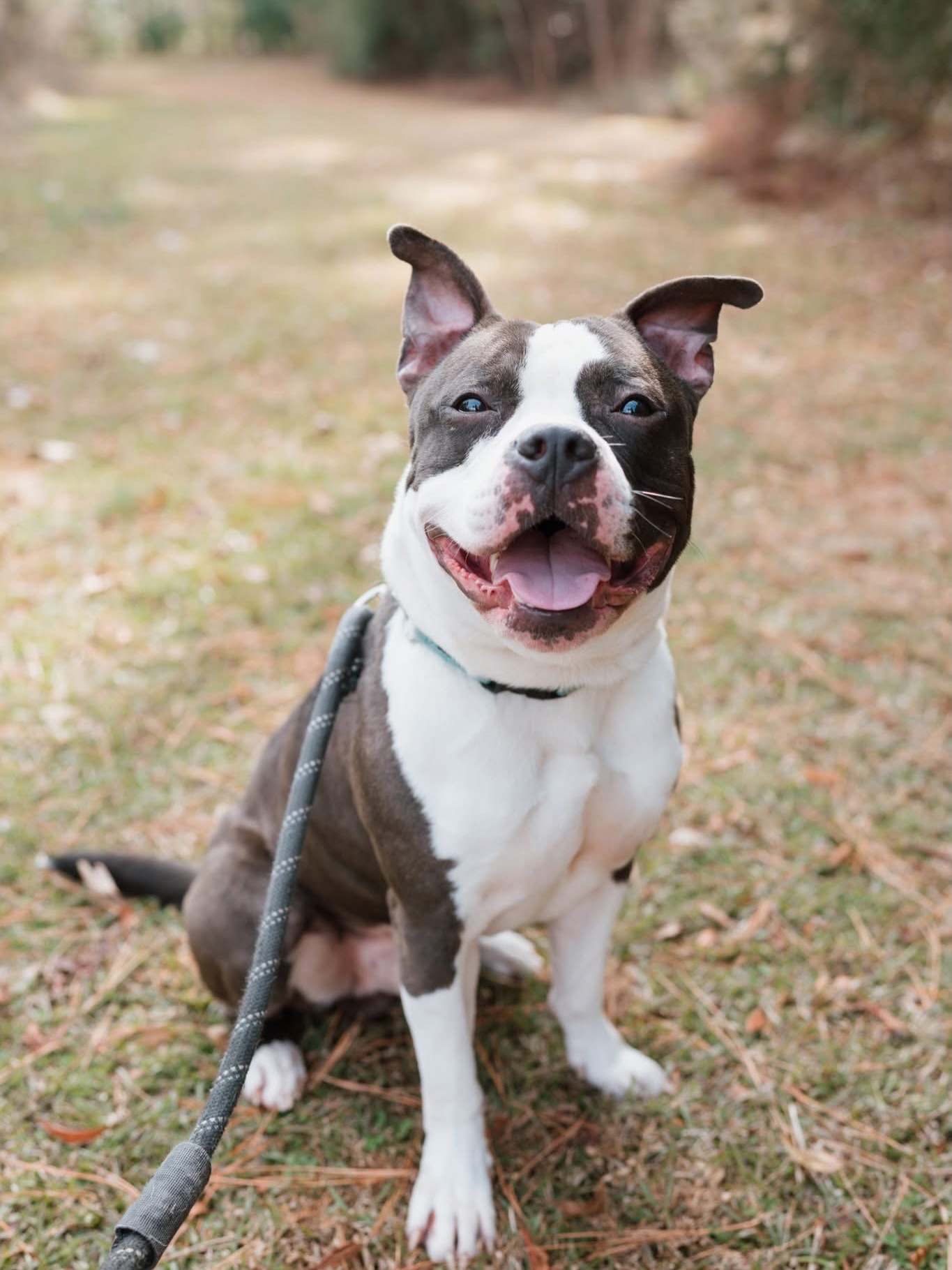 🌟HAMILTON🌟
This hunk has been with us for a little over a month and I don’t understand why he has had zero applications!
Hamilton is such a sweet, goofy meatball! He is 5 years old, so even though he still loves to run around and play with toys, he will also quickly settle down for a good nap! He is on the larger side (65 lbs), so probably not great with little kids, but he mostly adapts and goes with the flow of any situation. He has not tested well with cats, but he currently lives with a very catlike small gremlin dog and is very respectful to that dog’s space, so with the right slow introduction he may be able to live with a cat.
Hamilton is house trained, crate trained, and knows commands! He has been such an easy foster, but I want him to find his forever family!
To set up a meet and greet with Hammy, submit an application at Pittfriends.com