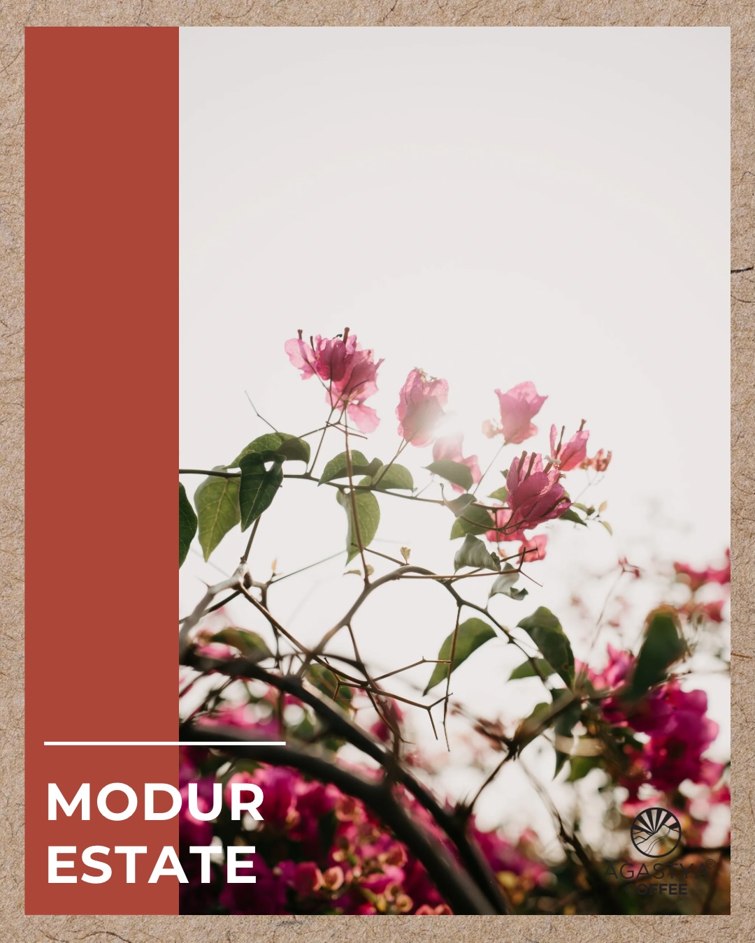 Modur Estate Coffee is yours Now 🧡
Pick your pack from Agastya Coffee Website (Link in bio)
A cup that’s consistent and comforting, coffee that’s made for the everyday drinker ☕️
Let us know your thoughts ! 🍃
( specialty coffee, Coorg coffee, Modur estate, agastya coffee, home brewers, coffee connoisseur, chocolate, caramel, jasmine, tasting notes, medium roast )