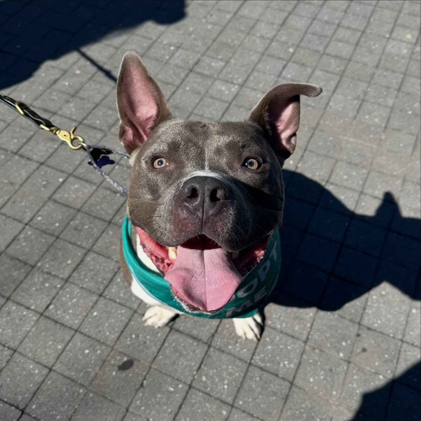 Jackson’s big head is full of thoughts of finding his forever home! He’s a big, lovable mush who adores his humans and cuddling. He’s living in the city currently so a good fit for anyone not ready to head out to the burbs or doesn’t have a yard. He can live with dogs too ✨
He also needs a temp foster the 18-23rd and makes for a great house guest! You could have a big lovable hippo to keep you company over St. Patrick’s day weekend 🍀
What questions can we answer about this guy? We know his forever family is out there 👀
—
Interested in adopting? Apply through the link in our bio or comment ADOPT and we’ll send you the application via DM 🫶🏻
Can’t adopt? Sign up to foster to save more lives like Jackson’s! ✨
Can’t foster or adopt? Donate now! Even $5 can make a difference in the lives of #lailaslegacy dogs and cats! Comment DONATE and we’ll send you a DM with a link.💜
—
#adoptable #fosteringsaveslives #donate