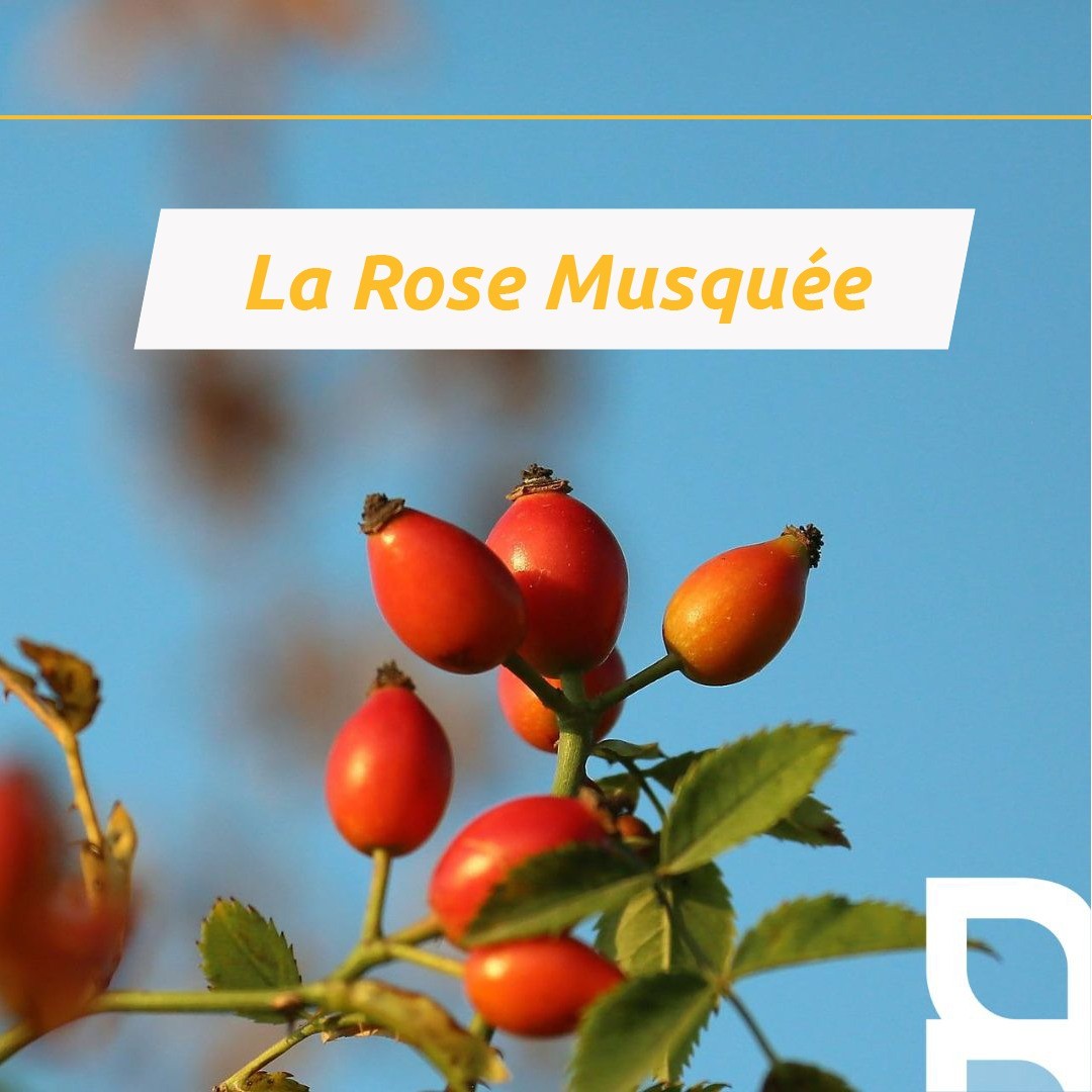 Chez IANTHIS, on voit la vie en rose… musquée du Chili !
Riche en acide gras essentiels à la peau, l’huile végétale de rose musquée du Chili est l’alliée de votre peau pour revitaliser en profondeur.
Régénérante, elle permet aussi d’apaiser les peaux sèches et sensible et soulage les coups de soleil ainsi que les problèmes de peau tels que le psoriasis ou encore l’eczéma.
Le plus ? Rice en caroténoÏdes, elle est un merveilleux anti-âge et permets de lutter contre les rides !
Vous aussi vous avez hâte de l’adopter ? Ça tombe bien puisque l’huile végétale de rose musquée du Chili est l’un des composant de Cica-concentré, notre huile concentrée réparatrice cutanée.
Pour en savoir plus, n’hésitez pas à visiter notre site : https://www.ianthis.com