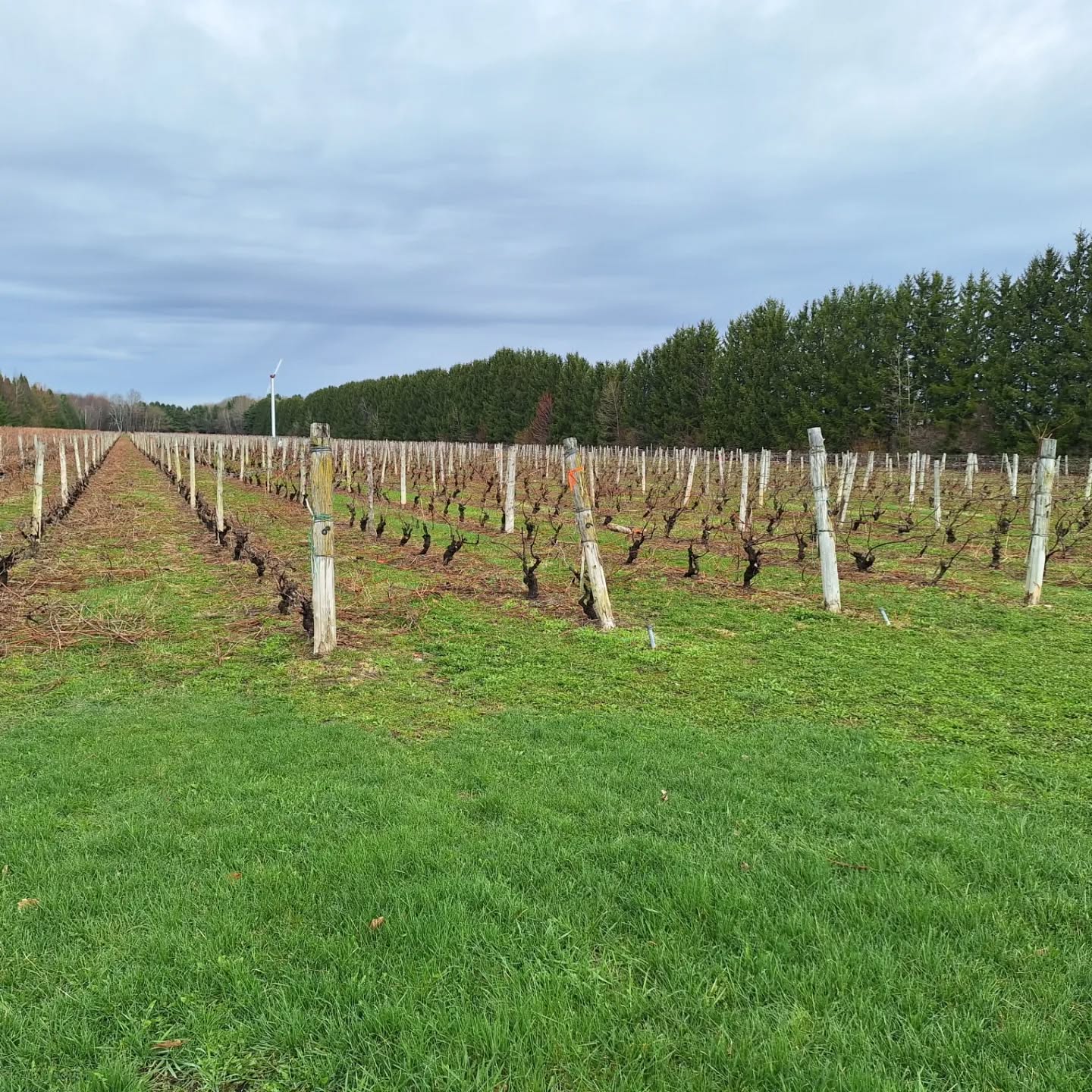 La taille continue chez nous | Pruning is continuing at the vineyard.
#vignoble #vineyard #lanoraie #quebec #canada