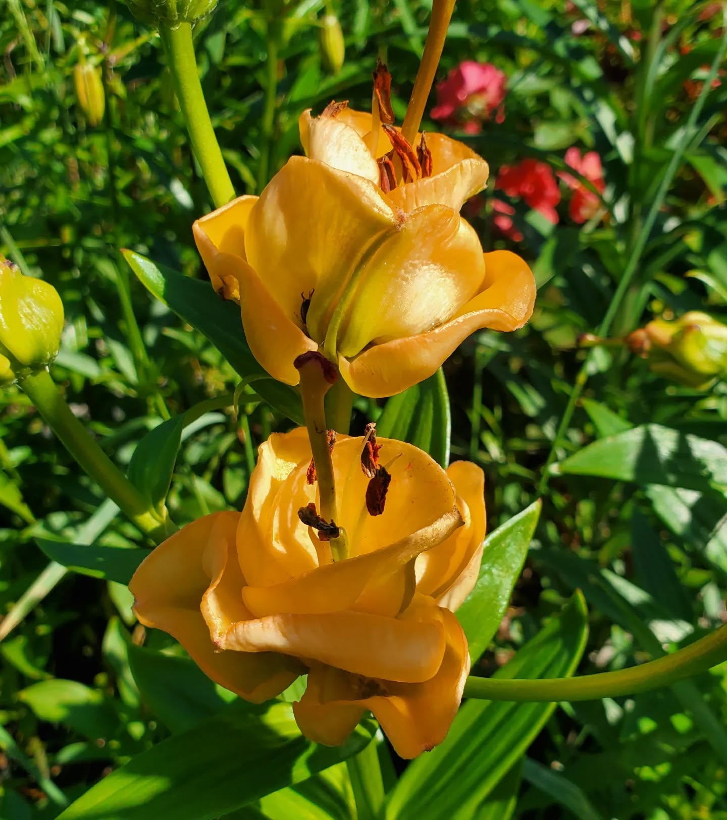 Apricot Fudge Asiatic Lily
www.mysticmoonlightfarm.com
#mysticmoonlightfarm #flowerfarming #flowergarden #flowerfarm #flowerfarmer #gardening #flowersinpots #Lilies #lilium #asiaticlily #apricotfudgelily #apricotfudge #containergardening #flowerbulbs #flowersofinstagram #liliesofinstagram