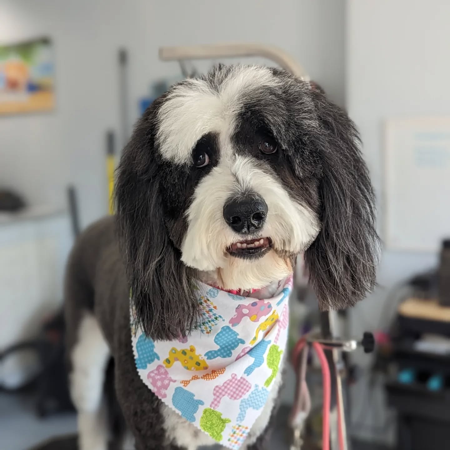 Please have a wonderful and safe holiday weekend to all my clients, I appreciate you all so much you have no idea! Thank you for sharing your doggos with me, I love all of them as my own.
Ft. Tia, Taz & Jazzie ๐ถ
#saltydogpetspa #groomingbylexi #saltydogs #menomoneefallssmallbusiness #menomoneefallsdowntown #downtownmenomoneefalls #menomoneefallsgrooming #sheepadoodlesofinstagram #pomshihsofinstagram #pomchisofinstagram #doggos #clientappreciation