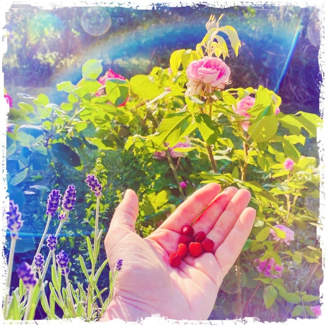 Magical Mornings 🍓✨
Take your feet out.
Listen to the birds songs.
Walk the grass barefeeded.
Touch the plants softly with your fingertips and your garden gets all the information about your health, conditions and what ya need through your fragrances.
The plants and fruits will adapt and give you all their love and abundance in individual composition, serving your body & soul.
It doesn´t matter if you have a big delicious garden, a tiny flower balkony or just a few green herbs in your kitchen window.
Witness the beauty of life through growth and thriving from a little seed into a giant tree or the most beautiful fragrant rosebush. It is a magical reminder of the simplicity of creation itself.
A flower just follows her ow energy into bloom. She is fullfillment of herself.
Honor all what you have created - every day. Harvest fruits and herbes and they will grow even more. Loving you through fibres, minerals, their fullness and richness. Celebrate them by softly inhaling their smell, creating culinary delights or just tasting them into your mouth.
The same with you inner garden...
But more about it in the next post...
🌹✨
einfachduselbst.com
#einfachdusebst #webdesign #essenzcoaching #naturallifebalance #worklifebalance #beyourself #stressmanagment #coaching #seminare #empowerment #einfachsein #allesistmöglich #youaredivine
#youaretthefire #dowhatyoulove #getinspired #letitflow #selflove #makeselflovecoolagain #makeselfloveapriority