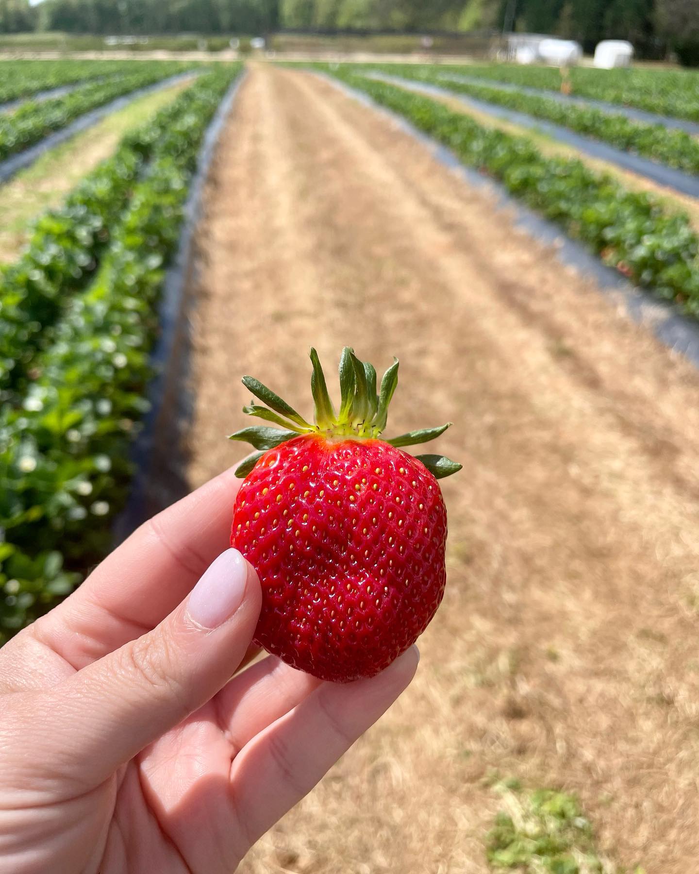 Berry season! 🍓 ♥️ 🍓
There is nothing like fresh, hand-picked strawberries from local farms.
One of the perks of supporting small businesses or small batch operations is receiving the freshest of products. My baked goods and custom cakes are always hand crafted with quality ingredients such as handmade jams and fresh fruits!
These beauties I picked today will be used for Easter in a strawberry pie. I cannot wait to show you all how it turns out!