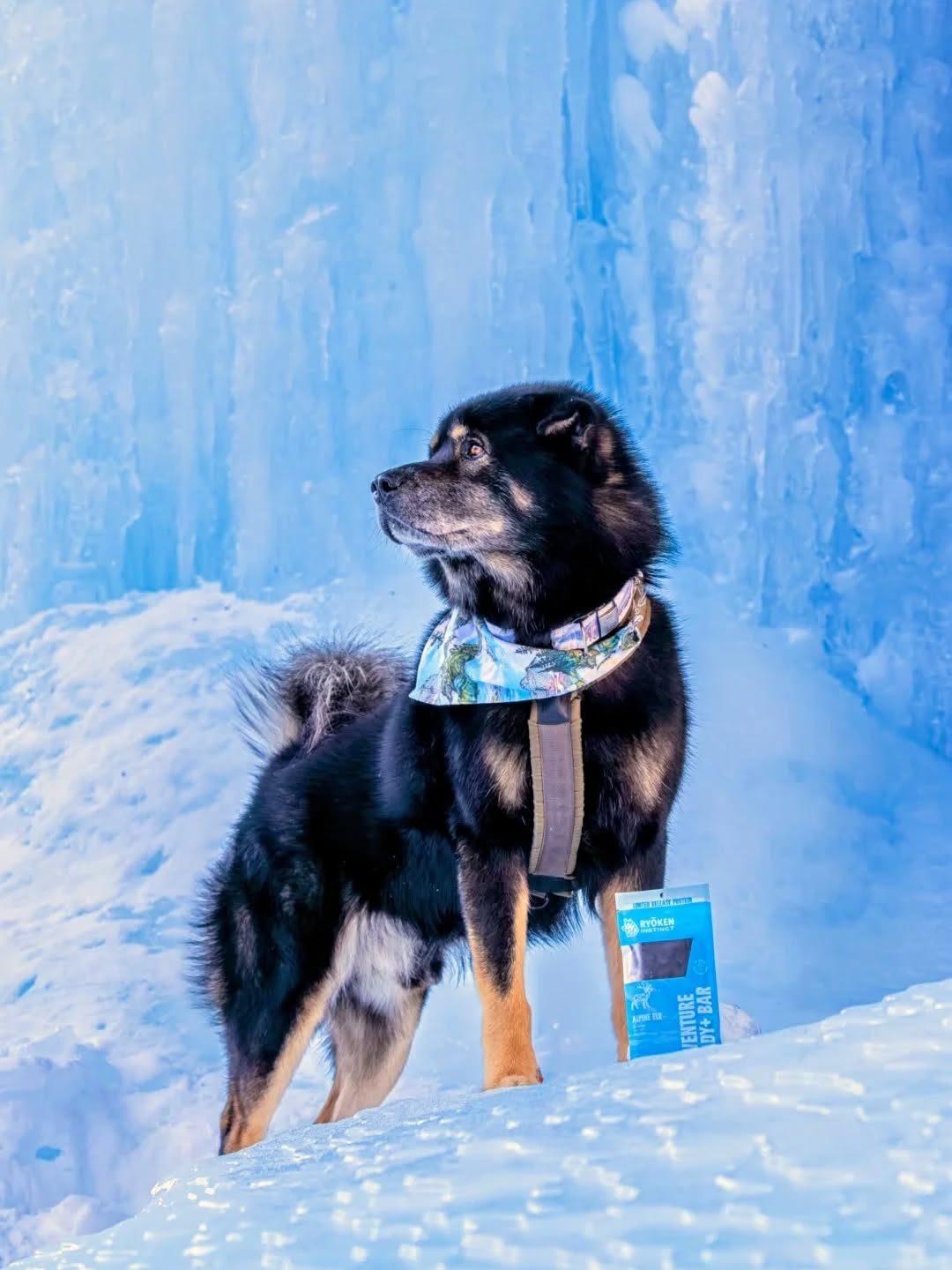 You've seen my "Blue Steel" pose... but here's my even fiercer "Blue Ice" pose! ππ©΅π #WontLookWednesday
Or, maybe I'm just looking at Dad asking if I can eat that Adventure Ready Bar yet π
I hear you all getting excited about spring but I'm not. I'm determined to keep winter hanging around on my feed and in my 'fits. I have enough great snow and ice pics from my winter adventures to last through the whole summer! π€£
'dana & collar by @risingriverllc | KAIJU10
fuel from @ryokeninstinct | KAIJUINSTINCT
