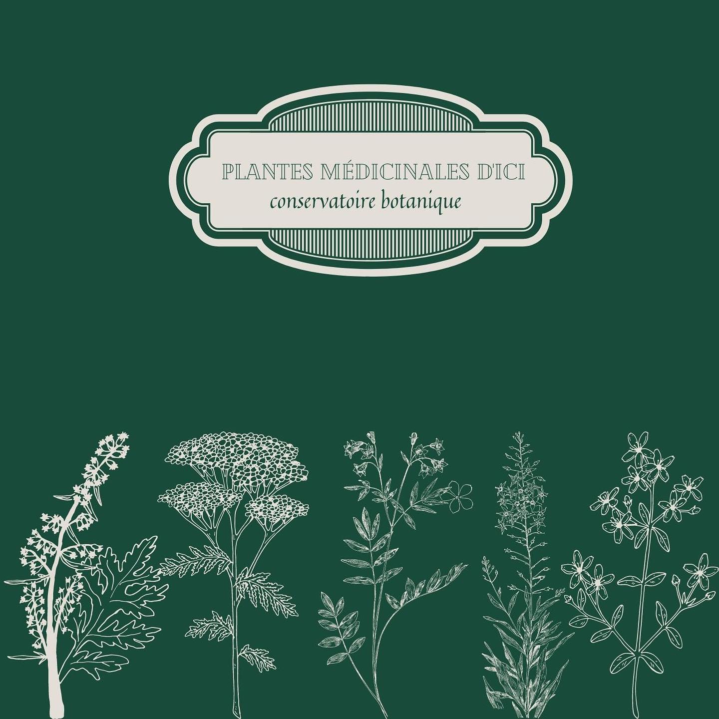 Bienvenue sur la page des Plantes médicinales d’ici !
🌿 Nous cueillons et cultivons des plantes médicinales locales dans l’Oise.
🪄Nous les commercialisons sous différentes formes : tisanes, macérats huileux, teinture mère, hydrolats, gemmothérapie, pommades etc.
❤️ Nous développons aussi un conservatoire botanique pour préserver, faire connaître et chérir ces plantes sous-estimées.
Venez nous rendre visite !