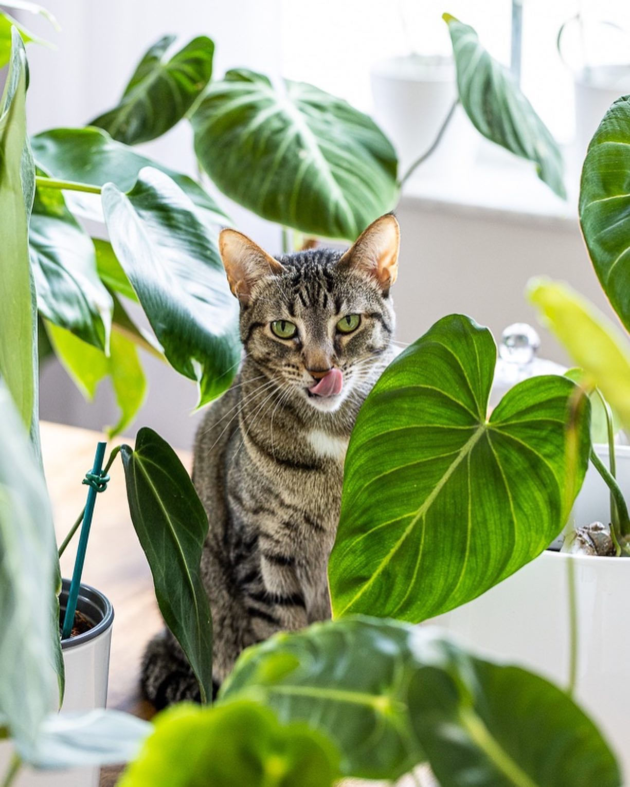 I was so busy yesterday that I didn’t get to post our National Pet Day pictures😿
But, won’t stop me from sharing some of our favorite shots of Mittens hangin’ in the jungle!
Pets and plants bring us so much joy that I have to share even if it’s a day late🪴😻
Do you keep your pets around you plants?
*
*
*
*
#plantsofinstagram
#nationalpetday
#caturday
#plantsmakepeoplehappy
#plantsandpets
#houseplants
#aroid
#monsteramonday
#philodendron
#houseplantsclub