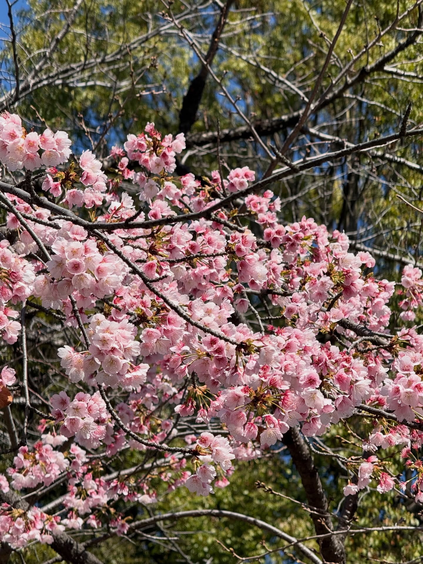 物の哀れ
🍱 🍡🌸 🍙
Find grace and significance in temporary experiences.