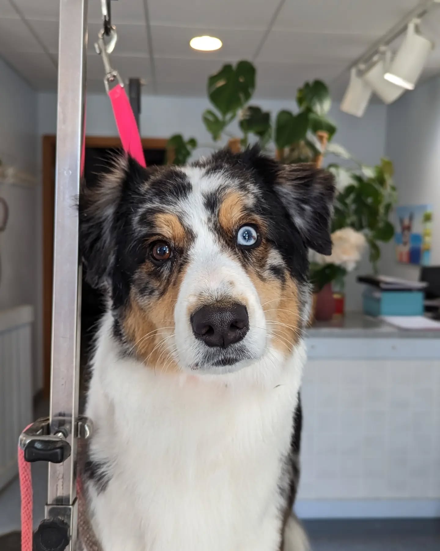 โAnybody who doesnโt know what soap tastes like never washed a dog.โ โ Franklin P. Jones (humourist)
Ft. Aloy & Suzy ๐ถ
#saltydogs #groomingbylexi #saltydogpetspa #menomoneefallsdowntown #downtownmenomoneefalls #dogsofinstagram #mkegrooms #menomoneefallssmallbusiness #menomoneefallsgrooming