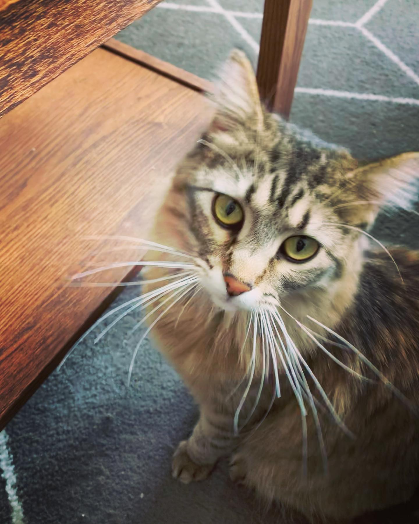 Burch and Monica are being good kitties while their dad’s away! Monica likes to make herself comfy on my lap and get lots of love!