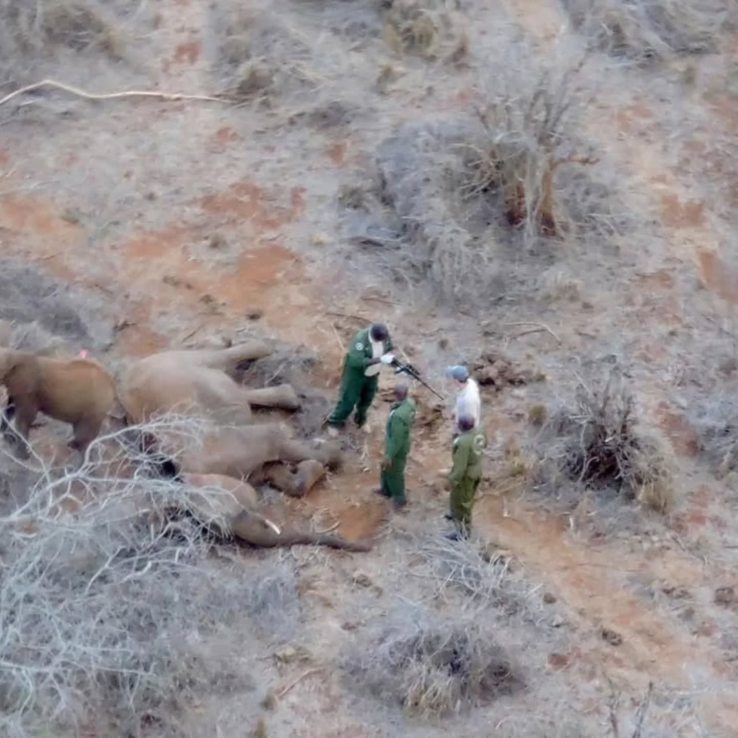 A few weeks ago, a young elephant calf was caught in a snare at Choke Ranch, part of the Kasigau Corridor REDD+ project area. The poor calf had a wire snare embedded in its neck, prompting a two-day search for the calf and its mother, a joint effort led by the @kenyawildlifeservice , Hildana Lodge, @sheldricktrust, and the Kasigau Corridor REDD+ Project airwing team.
After being located, the mother and calf were both darted and sedated to remove the snare, which was deep in the calf’s neck. Thankfully, the injuries were caught in time the treatment was deemed successful by Kenya Wildlife Service and Sheldrick Wildlife Trust vet.
Our appreciation goes out to everyone who was involved in this rescue operation.