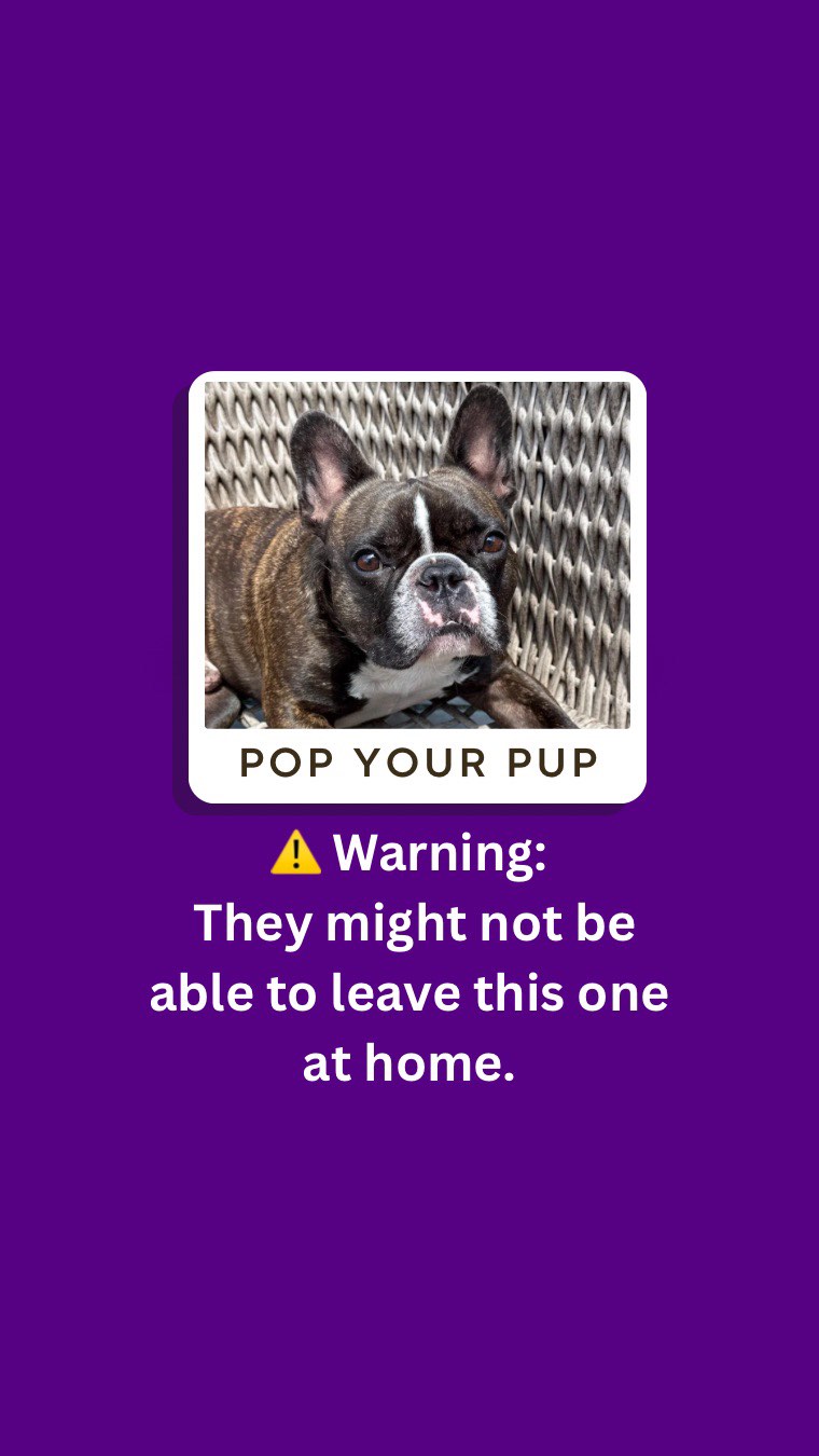 Leaving for college is hard…
but leaving your pup might be harder 🐶
So we pop them onto pillows so they can come with.
Custom illustrated pillows in your college colors.
What school would your dog go to?