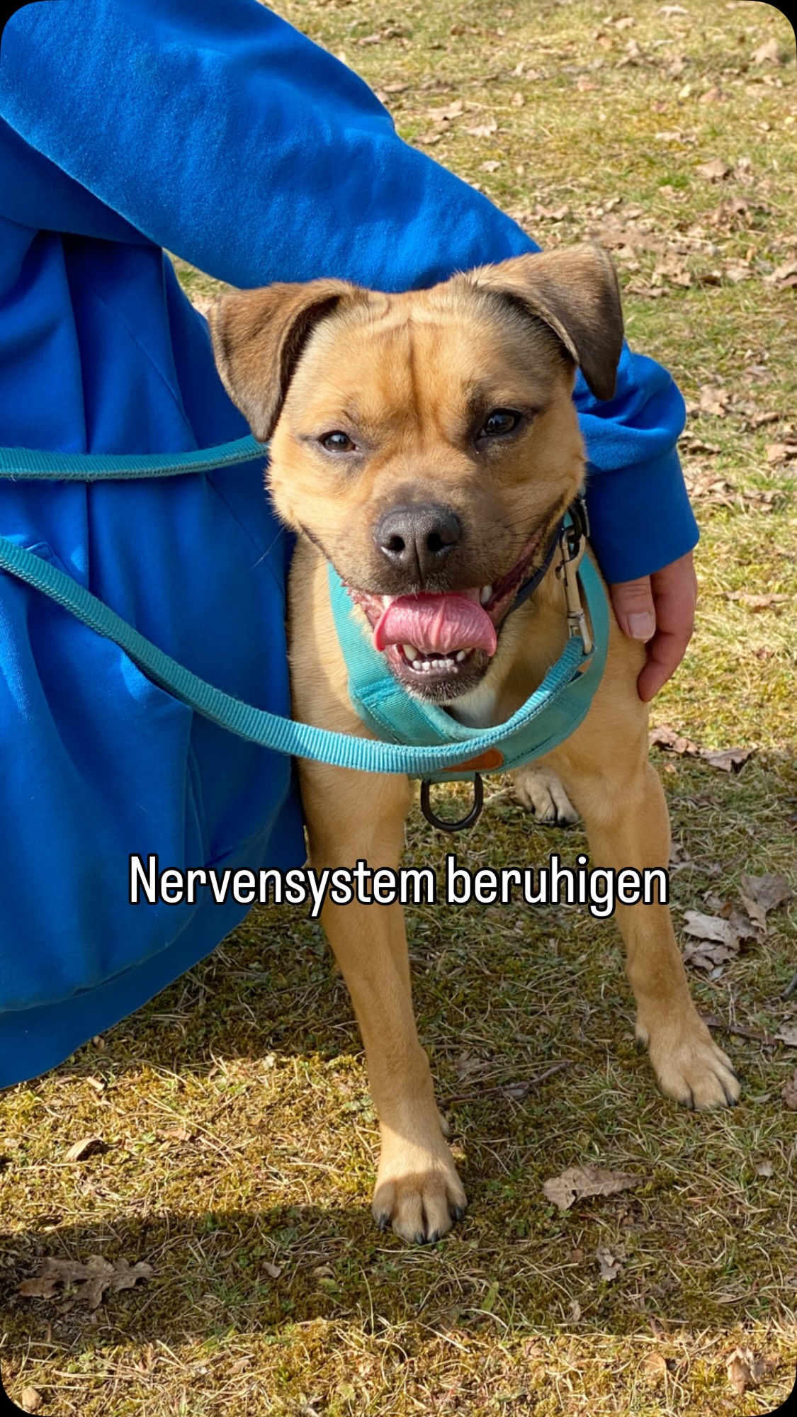 Viele Menschen beginnen im Training sofort mit Leinenführigkeit.
Doch bei Hunden wie Charlie wäre das der falsche Anfang.
Charlie ist draußen noch sehr aufgeregt.
Sein Nervensystem ist ständig im Alarmmodus – alles ist viel, alles ist schnell, alles ist intensiv. 🚨
In so einem Zustand kann ein Hund kaum lernen.
Deshalb arbeiten wir zuerst nicht an „perfektem Fußlaufen“.
Wir arbeiten daran, sein Nervensystem zu beruhigen.
Mehr Ruhe.
Mehr Sicherheit.
Mehr Bedürfniserfüllung.
Denn erst wenn ein Hund wieder regulieren kann, wird echtes Lernen möglich.
Und dann kommt auch die Leinenführigkeit – ganz von selbst deutlich leichter.
#hundeleben #hundeglück #hundetraining