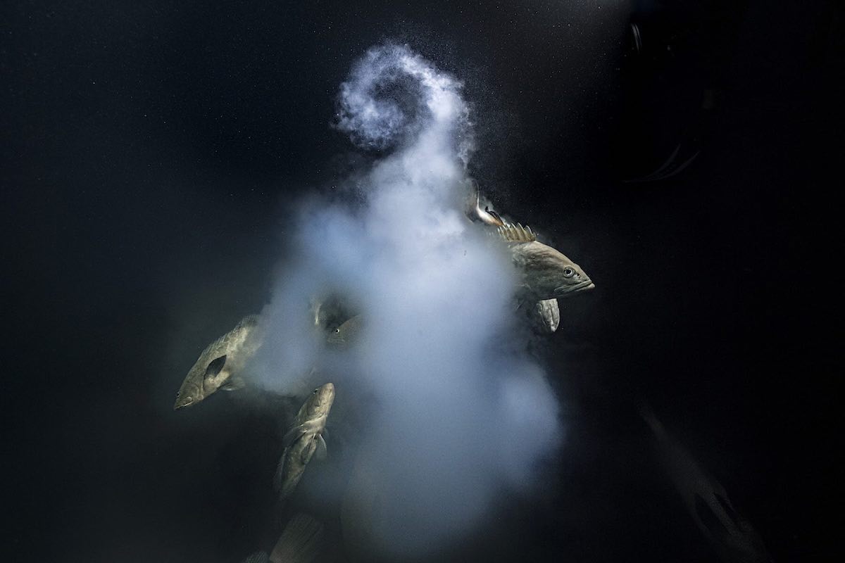 Sharing inspirational photos that won this year’s Wildlife Photographer competition 📸. The first one, also the winning shot, are camouflage groupers releasing a cloud of eggs and sperm into the water. Hundreds of reef sharks were hunting nearby, this shot was taken amidst the chaos 🐠💨🦈. @natural_history_museum