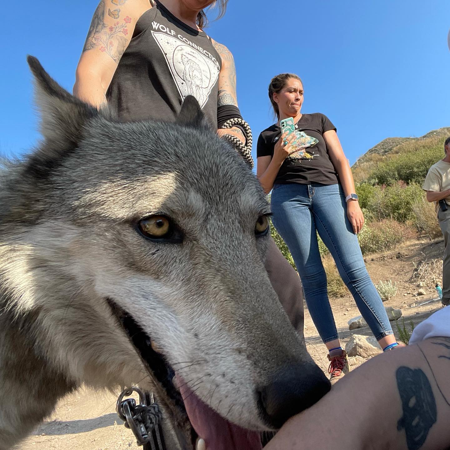 If you are looking for a great opportunity to connect with #wolves and #nature in the #losangeles area visit @wolfconnection ❤️🐺🧎🏻♀️