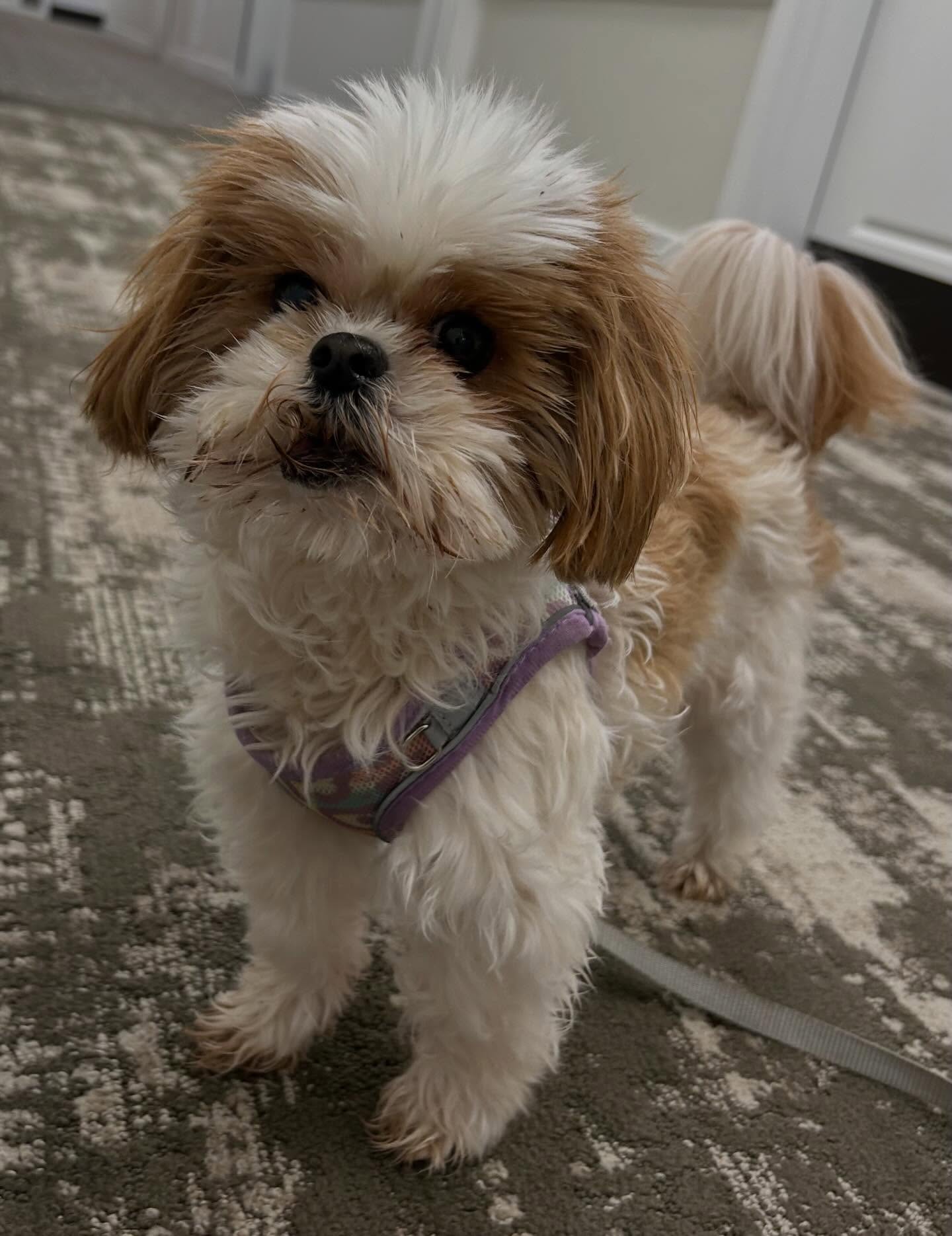 Meet our newest friend, Chatta! Sheโs an 11 year old Shih Tzu who is as much fun to walk as her name is to say! Say it with usโฆChatta!! ๐พโค๏ธ
