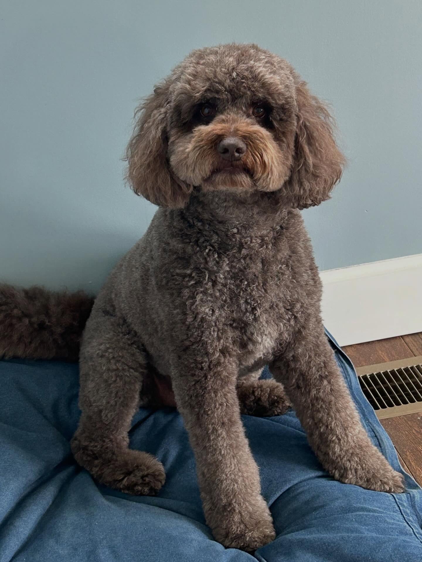 Wishing a very happy 5th birthday to our pal, Stanley! Extra belly rubs to the guy with the softest, floofiest fur!! ๐๐๐ฅณ#happybirthday