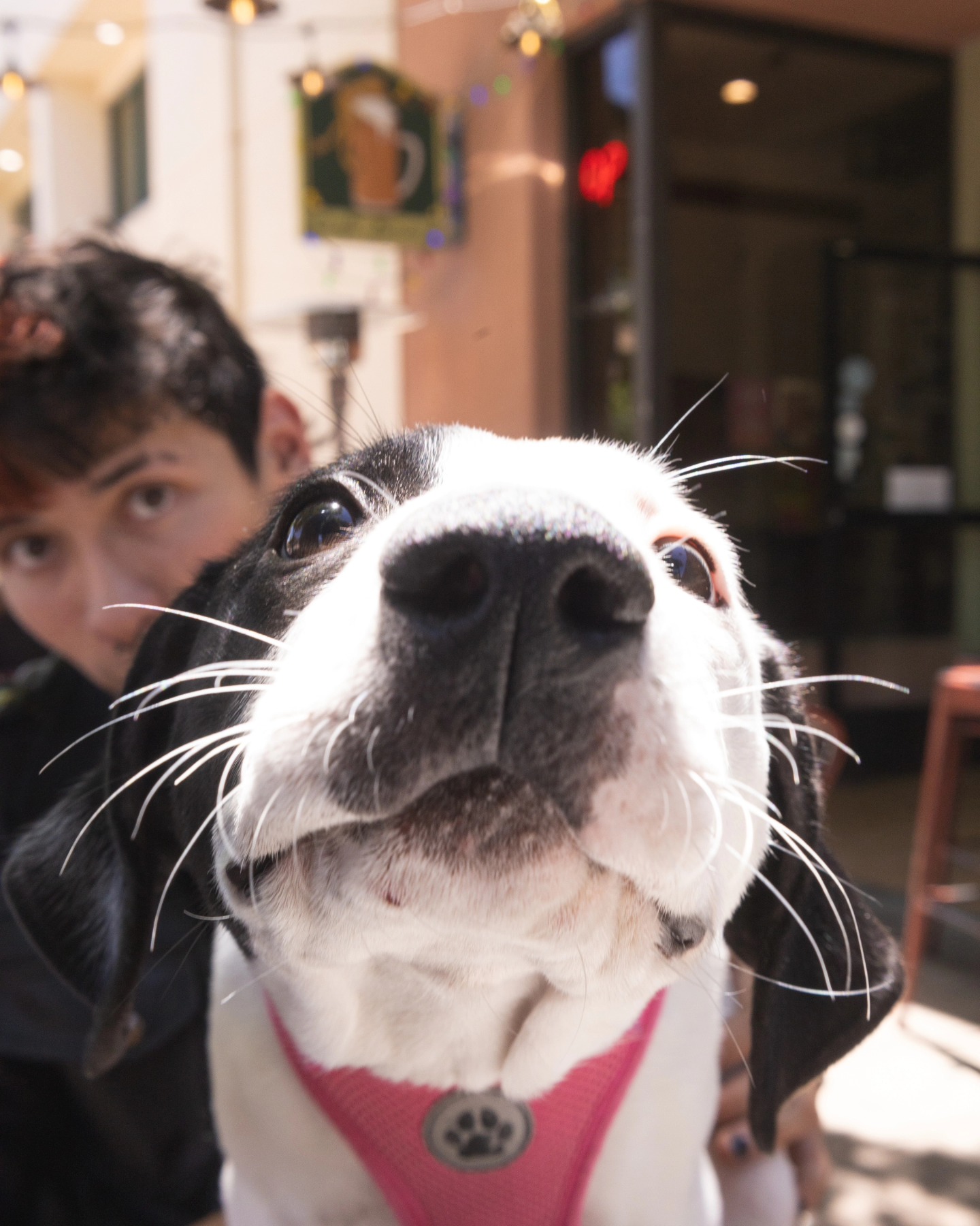 POV: you passed the sniff test. 🐶
Our patios at both taprooms are always open to welcoming your fur babies, so bring along your assorted beasts the next time you're hankering for your favorite boozery. :D
#littletoadcreek #lascruces #downtownlascruces #silvercity #silvercitynm #dogsofinstagram