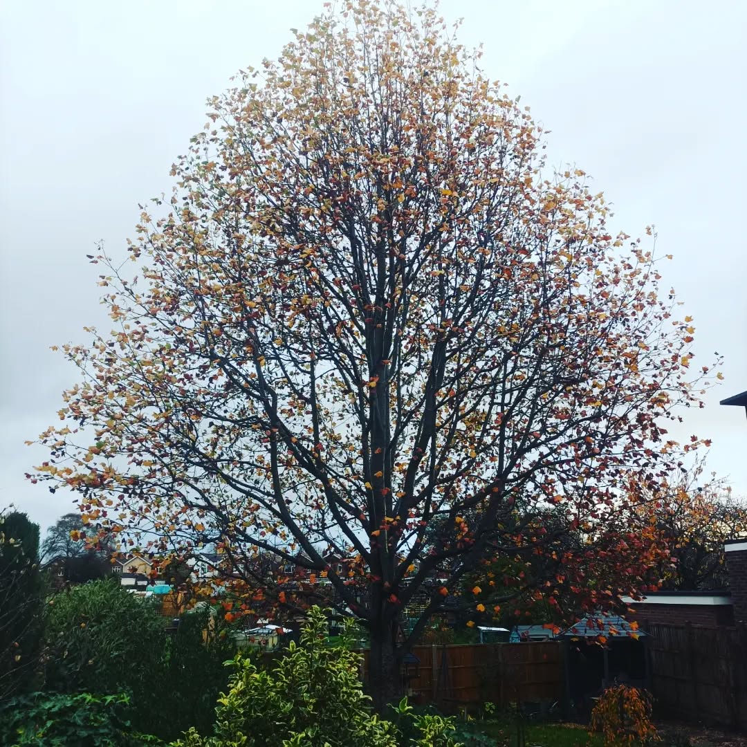 Tulip reduction this morning in Chichester
#arboristwork #treesurgeryuk #chichester #arboristsofinstagram