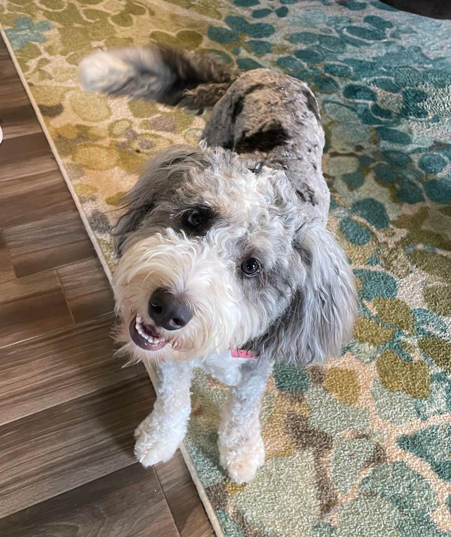 🐾Ziggy🐾 8 month old blue merle bernadoodle, shes adorable as a shaggy dog but soo pretty with a fresh groom✨🧼