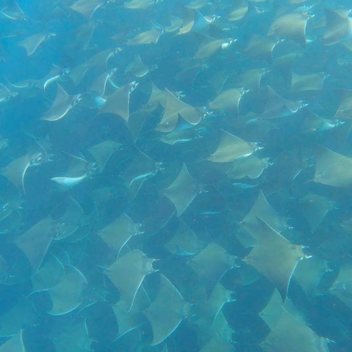 México empieza en un mes… y aún podrías estar allí con nosotras.
✨️ Quizá esta sea tu señal.
Del 15 al 25 de abril vamos a vivir una aventura Nakama en México.
Uno de esos viajes que te sacan de la rutina, te conectan con gente nueva y te regalan experiencias que se quedan contigo.
¿Te vienes? No te arrepentirás
#nakama #méxico #bajacaliforniasur #viajegrupal