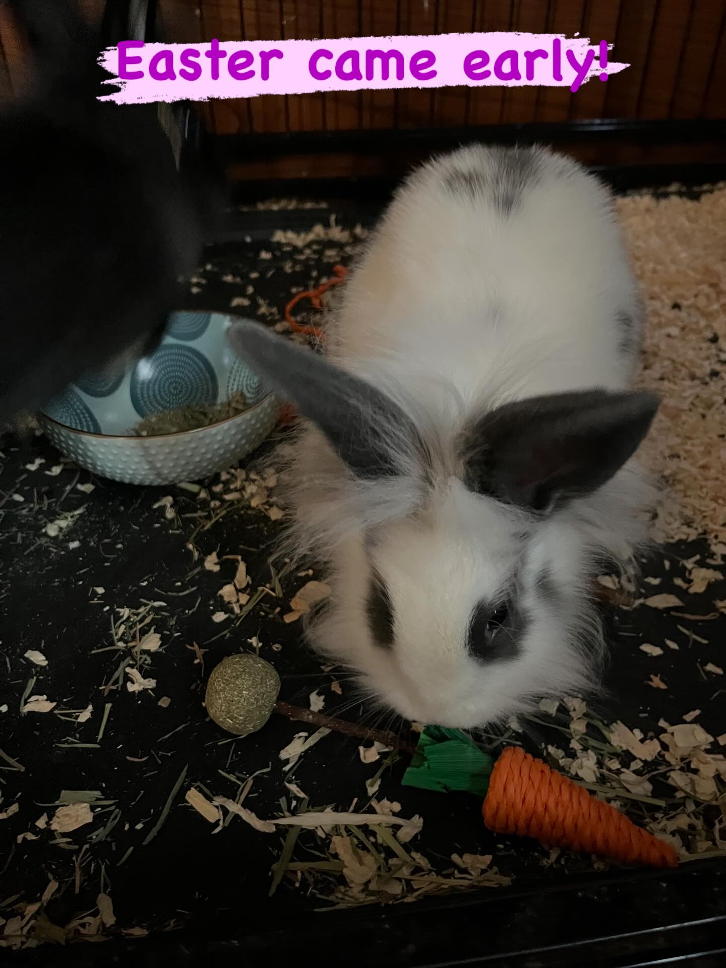Easter came early to the farm! Meet Raspberry and Truffles! #thistlehousefarm #carefarm #bunnies #easterbunnies