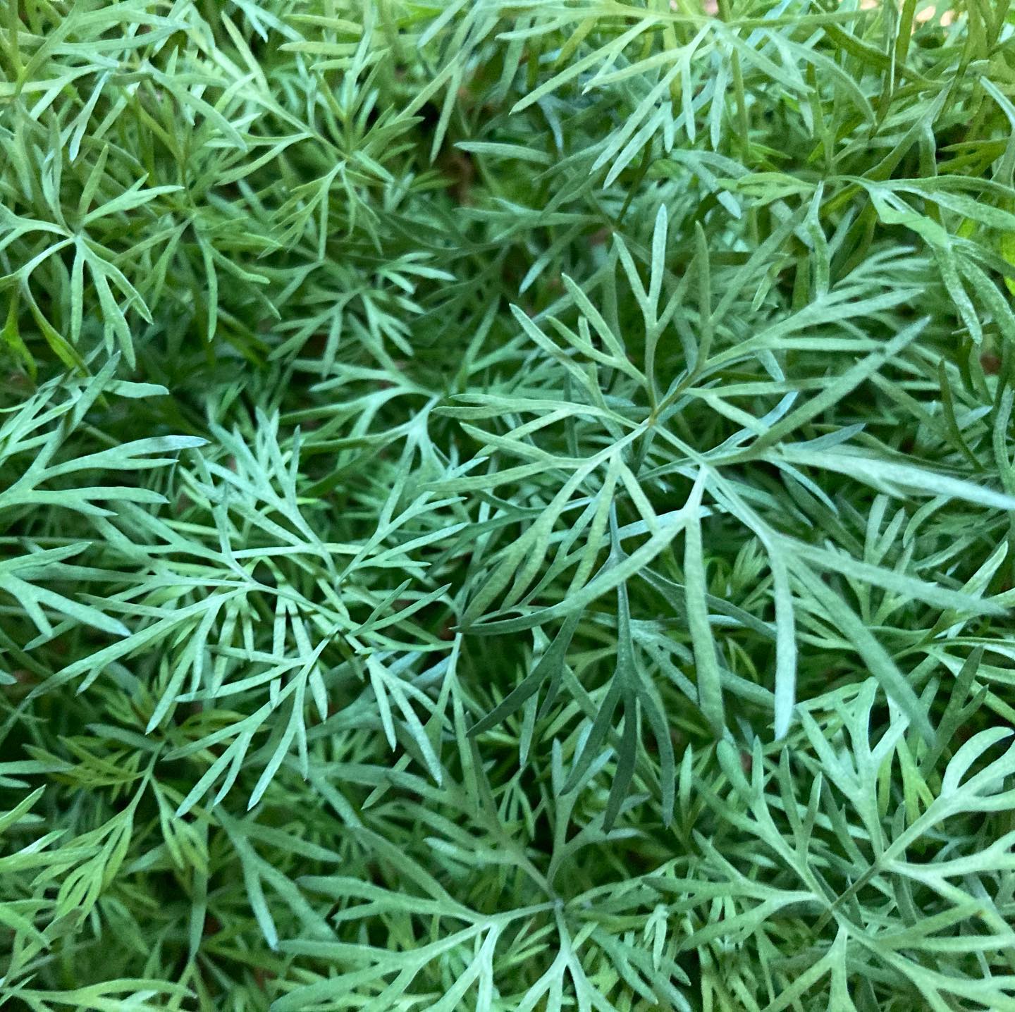 Micro Dill leaves are tender and delicious when added fresh... @tctrocklin
#placergrown #urbanfarming #hydroponics #verticalfarming #knowyourfarmer #cagrown #freshfood #healthyfood #urbanfarmer #mixedgreens #leafygreens #microgreens #nongmo #planthealth #indoorfarming #aeroponics #growsomeleafys #growsomemicros #shellridgefarms #localfarmers #nutrientdense