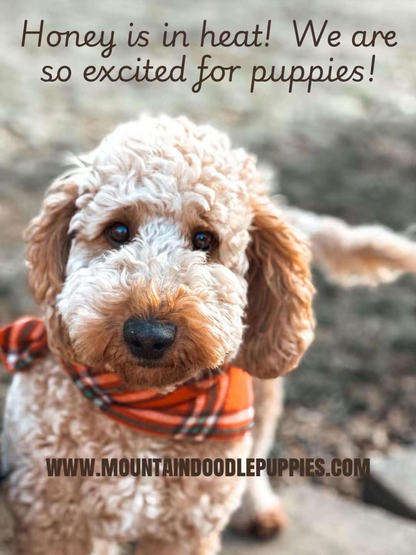 We are so excited about this pairing! Teeny puppies coming soon! 😍#australianlabradoodle #australianlabradoodles #australianlabradoodlepuppies