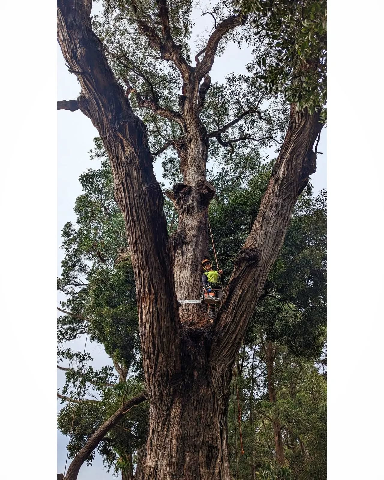 Hi Social Media! Long time no post! Hope you're having a great Easter π«π³ Here's a quick snapshot of what She Trees has been up to lately π We are currently travelling Australia and working with different companies along the way to see different trees and meet new tree people/ arborists. We'll be back on the Gold Coast again soon in a few months but for now, we're going walkabout π£π
π #messmate #camping #nedkelly