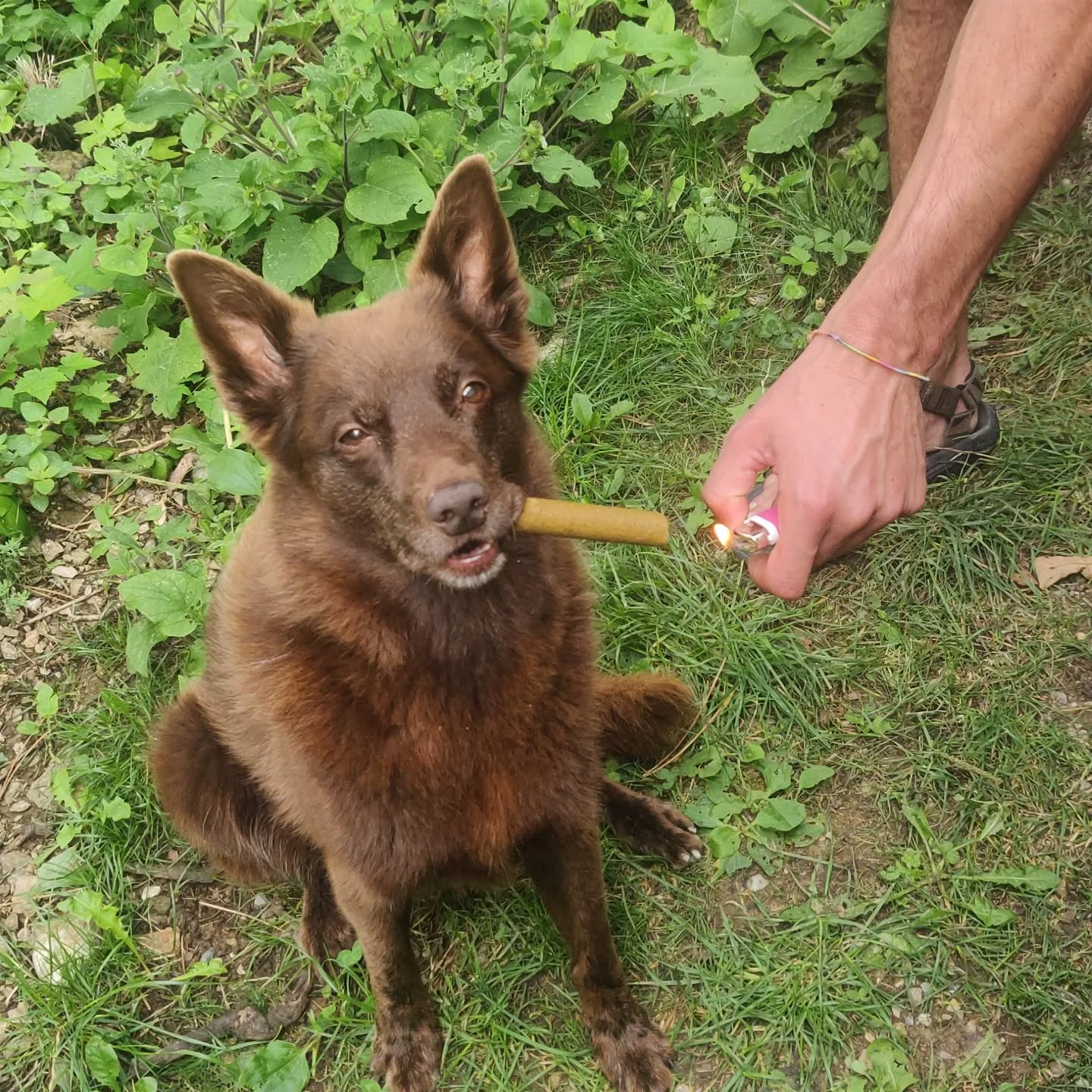 Happy birthday Zoe!!! ๐๐ฅณ๐๐
13 years young ๐
Thank you @emiliebillander for allowing me to have her and take her with me on all my adventures ๐๐๐โค๏ธ
Zoe, we might not have 13 more years, but I'm loving every day with you and I'm so thankful for having you in my life, you've taught me a lot! ๐ฅฐ๐