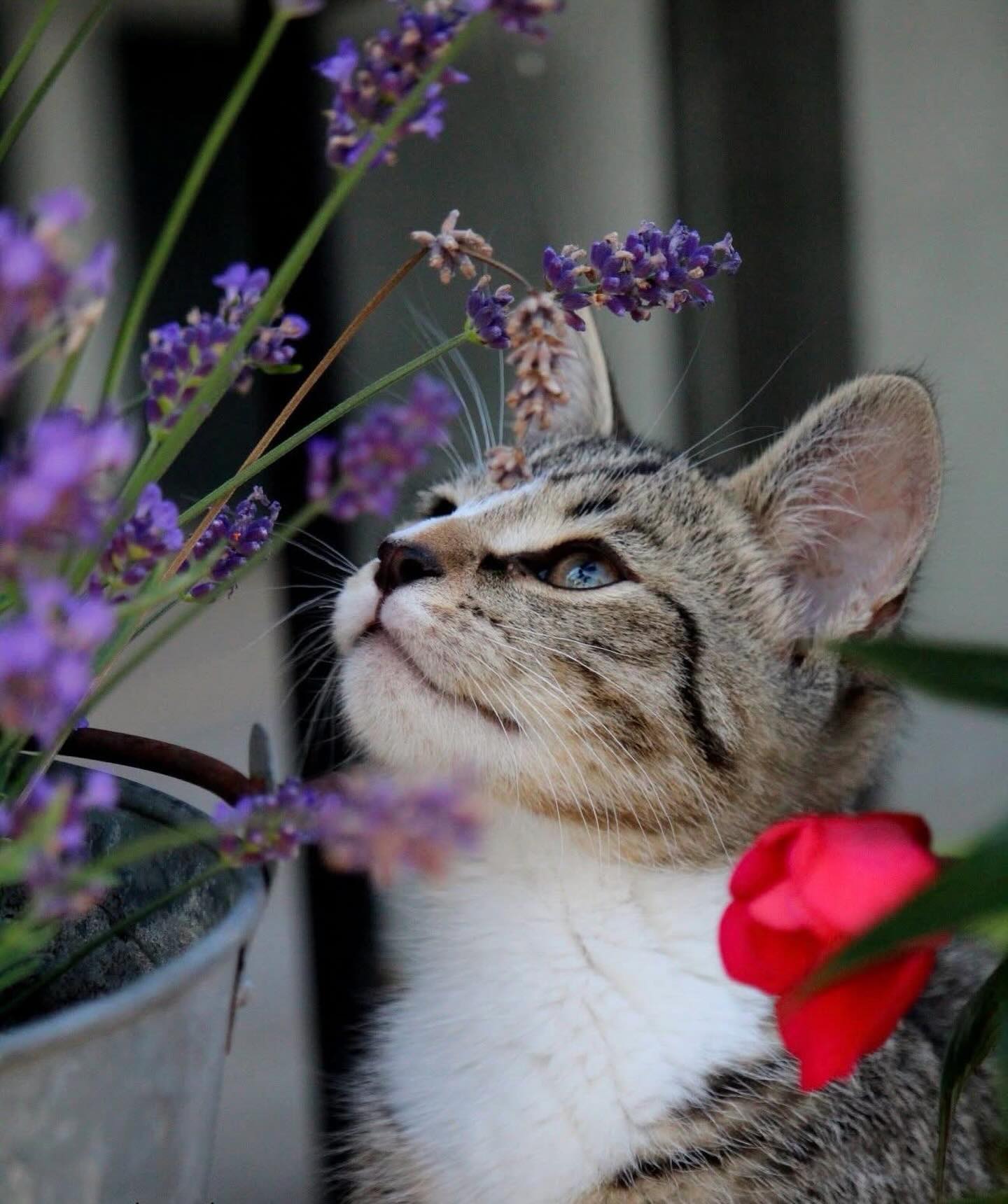 Innekatt eller utekatt - trenger begge helsesjekk?
Ja, begge trenger regelmessig oppfølging 🫶🏼
Begge kan blant annet få:
🩺Tannproblemer
🩺Overvekt
🩺Nyre- eller stoffskiftesykdom
Årlig helsesjekk gir trygghet og mulighet til å oppdage sykdom tidlig. Er det på tide med en sjekk? Book time hos oss ❤️