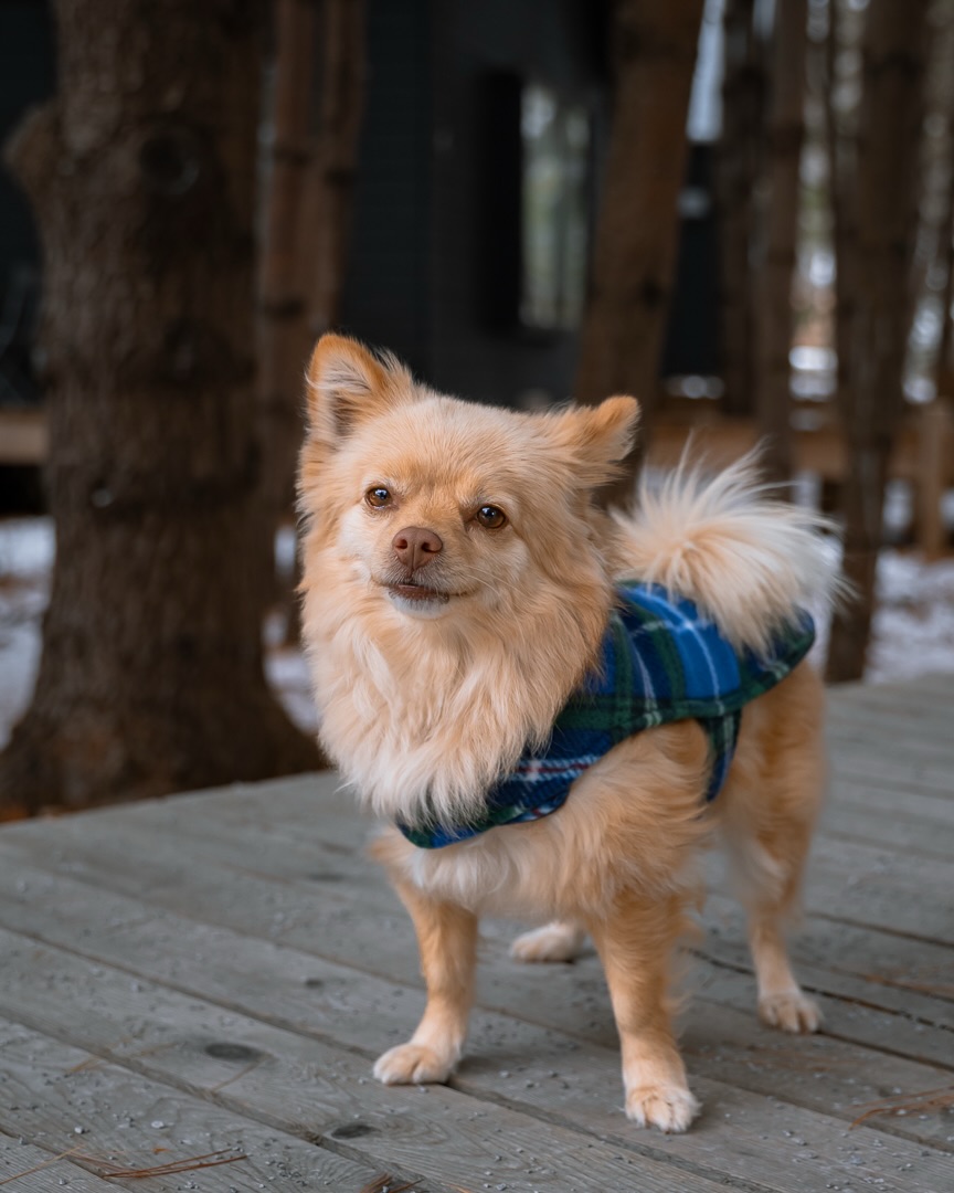 Manifesting this as my final snow post until November🤞🏻Pretty sure Lucy would also like to formally request that.
Hope everyone made it through that wind and rain storm in one piece!
#novascotiaphotographer#petphotographer#dogportrait#ns#novascotia