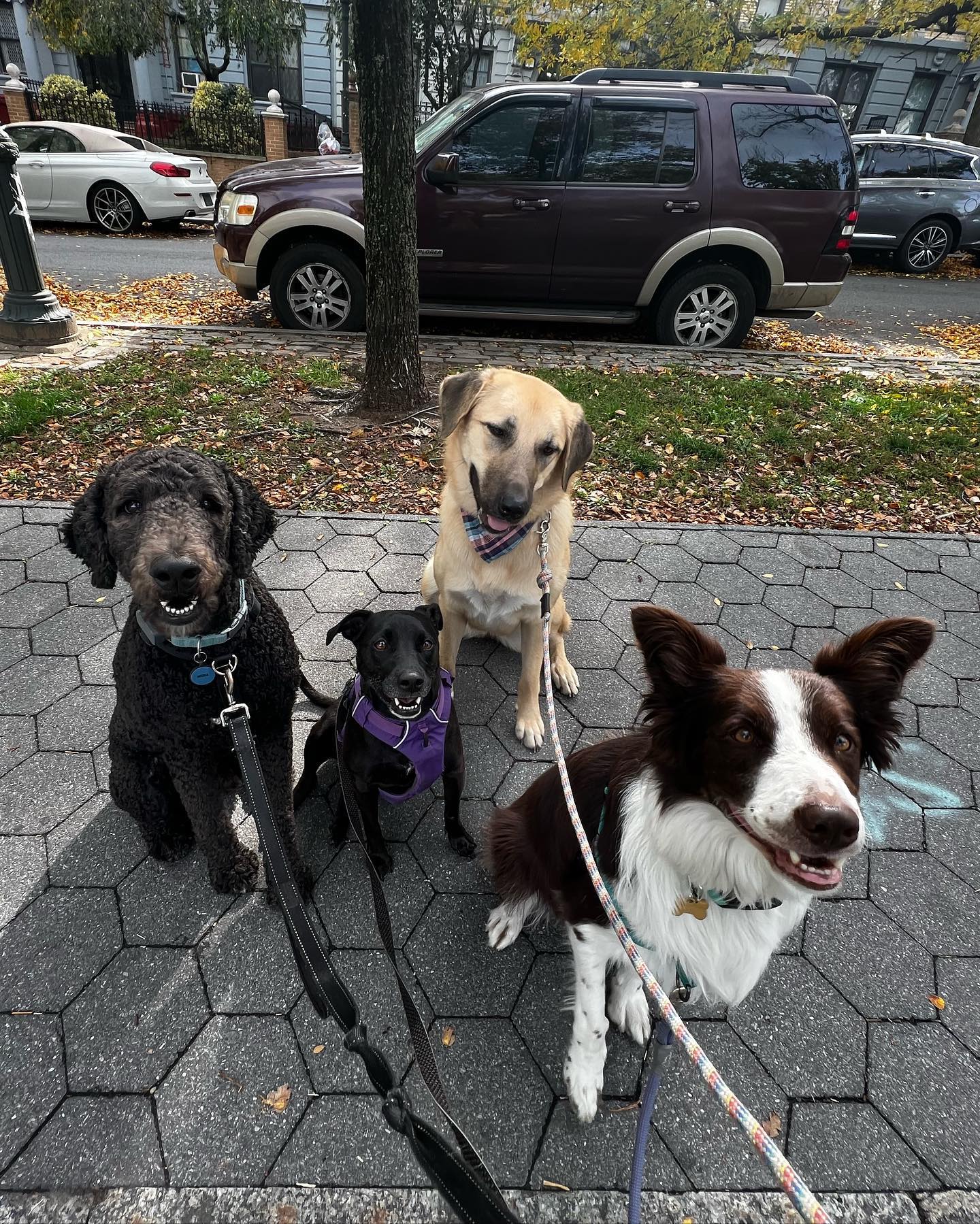 Say Cheeesse 🐶
#houndboundfamily #houndbound #houndboundnyc #dogs #doglover #dogwalking #dogwalker #dogwalkernyc #dogsitter #pets #petsitter #petsitting #nycpetsitter #brooklyn #crownheightsbrooklyn #bedstuy #bedfordstuyvesant #parkslopebrooklyn #southslope #downtownbrooklyn #fortgreene #flatbush #prospectparkwest #prospectleffertsgardens #kensingtonbrooklyn#prospectparkbrooklyn#bushwick#williamsburg