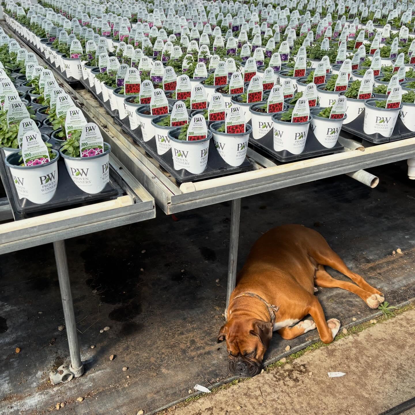 ☀️ Sunshine= happy plants and a happy dog. The warm greenhouse is a perfect place for an afternoon nap.
#roundtreefarmgreenhouse #greenhouselife #provenwinners #boxerdog
