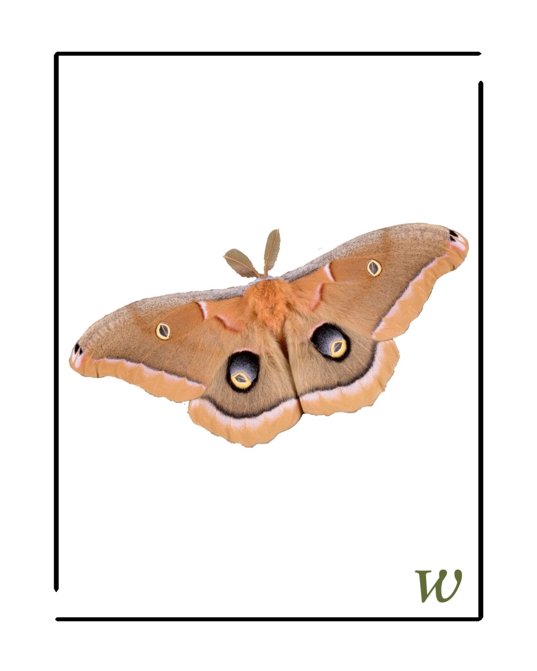 Meet the Polyphemus silk moth. Beautiful, elusive, and oh-so-special to me. (Swipe to the end to see my moth)
One of the largest moths in North America. Wingspan up to 6 inches. Named for the one-eyed cyclops of Greek mythology — because of the massive, transparent eyespots on its hindwings that mimic the eyes of a great horned owl.
As a caterpillar, it eats 86,000 times its own weight in less than two months. Host plants include oak, birch, elm, willow, maple, hickory — the backbone of any healthy native deciduous landscape. Many of its cocoons overwinter in the leaf litter — which is one more reason to leave the leaves.
As an adult, it doesn’t eat at all. Its entire adult life — less than a week — is spent finding a mate. It exists only to continue existing.
I saw my first one several years ago while walking through an old barn space out in the country — a place I was considering for Wildstead to grow into. The space used to be a garden center. It was magnificent. I could actually see how far this could go. How much it could be.
I looked down and there it was. Rare, beautiful, and exactly the reason I was doing this work. The reality rooted deep into me. I couldn’t stop the tears.
Since that day, the Polyphemus moth has been part of our logo. A totem. Proof that the ones who show us what’s possible often have wings.
Plant an oak. Leave the leaves. Let them find you.
🔗 Take the quiz — link in bio.
#wildstead #nativeplants #polyphemusmoth #keystonespecies #matriarchallandscaping