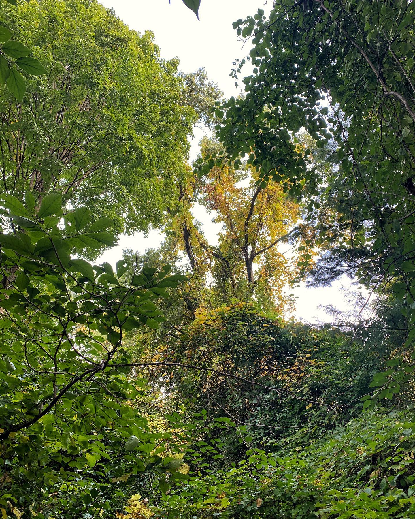 leaves are a little behind last year’s color just yet
but the unmistakeable air has arrived, crisp and clear
and the sun is taking that shallower approach that eases the days’ warmth but preserves the rays warmth.