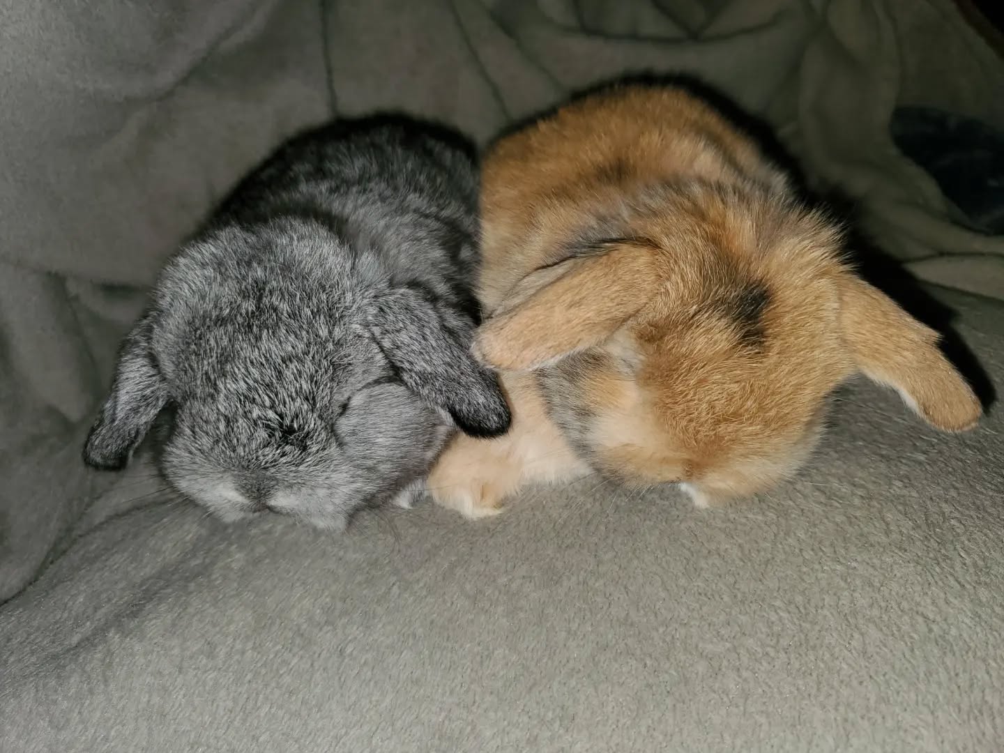 Adorable Holland Lop babies
www.mysticmoonlightfarm.com
#mysticmoonlightrabbits #mysticmoonlightfarm #rabbitlitter #rabbitbreeder #rabbits #rabbitsofinstagram #babybunnies #babybunniesofinstagram #bunniesofinstagram #bunnies #bunnylife #rabbitlove #hollandlop #hollandloprabbit #hollandlopbunny #hollandlopbabies