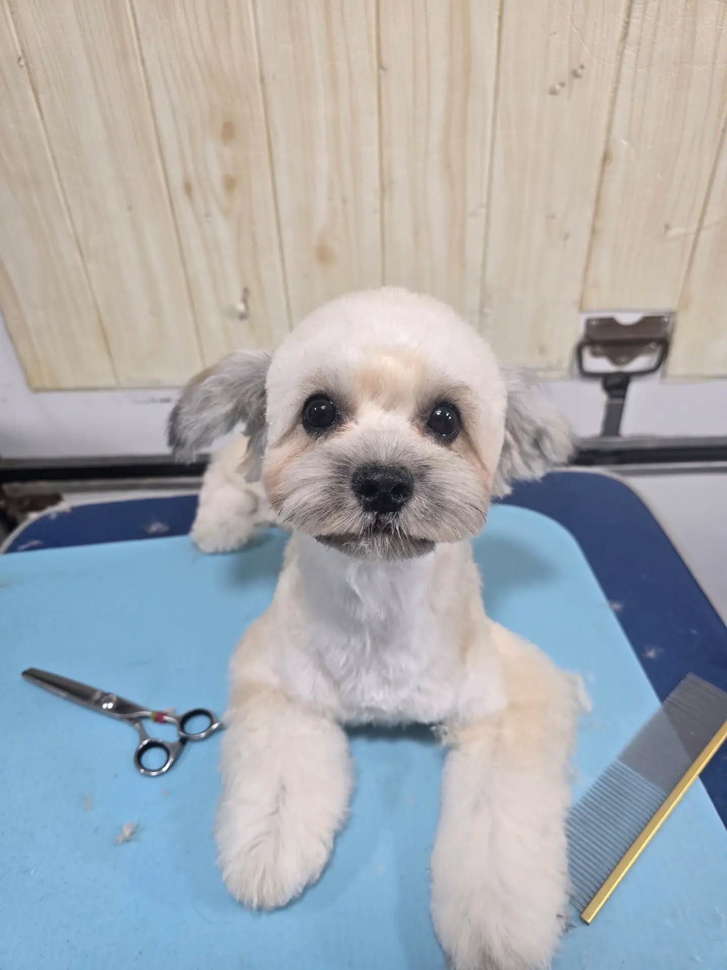 "Pamper your pet, one snip at a time!"🥰
-
-
-
-
-
-
-
#PetsMan #petmobilegrooming #doortodoorservice🚗🏡 #petlovers #petgrooming petslove petsgroomer petsgroomingPetsMan 🛁🐶🐱
📍Service Area : KL / KLANG VALLEY AREA
Feel free to DM us for more info !
WhatsApp us for appointment 0175233811 ☎️