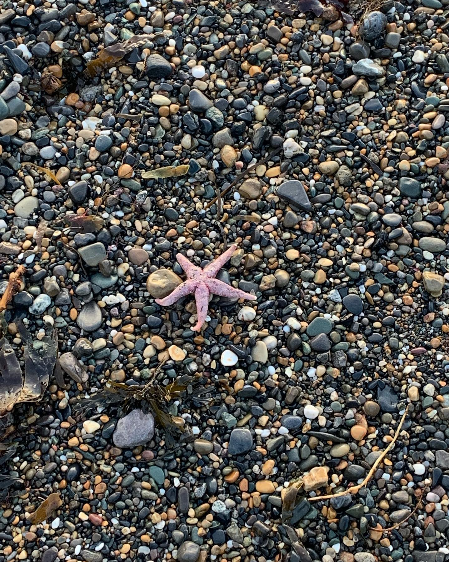 Sea treasure. Washed up on the shore after a few stormy 🌊 days. #seaswim #seawimming #seaswimmingireland #thecovegreystones #wicklow