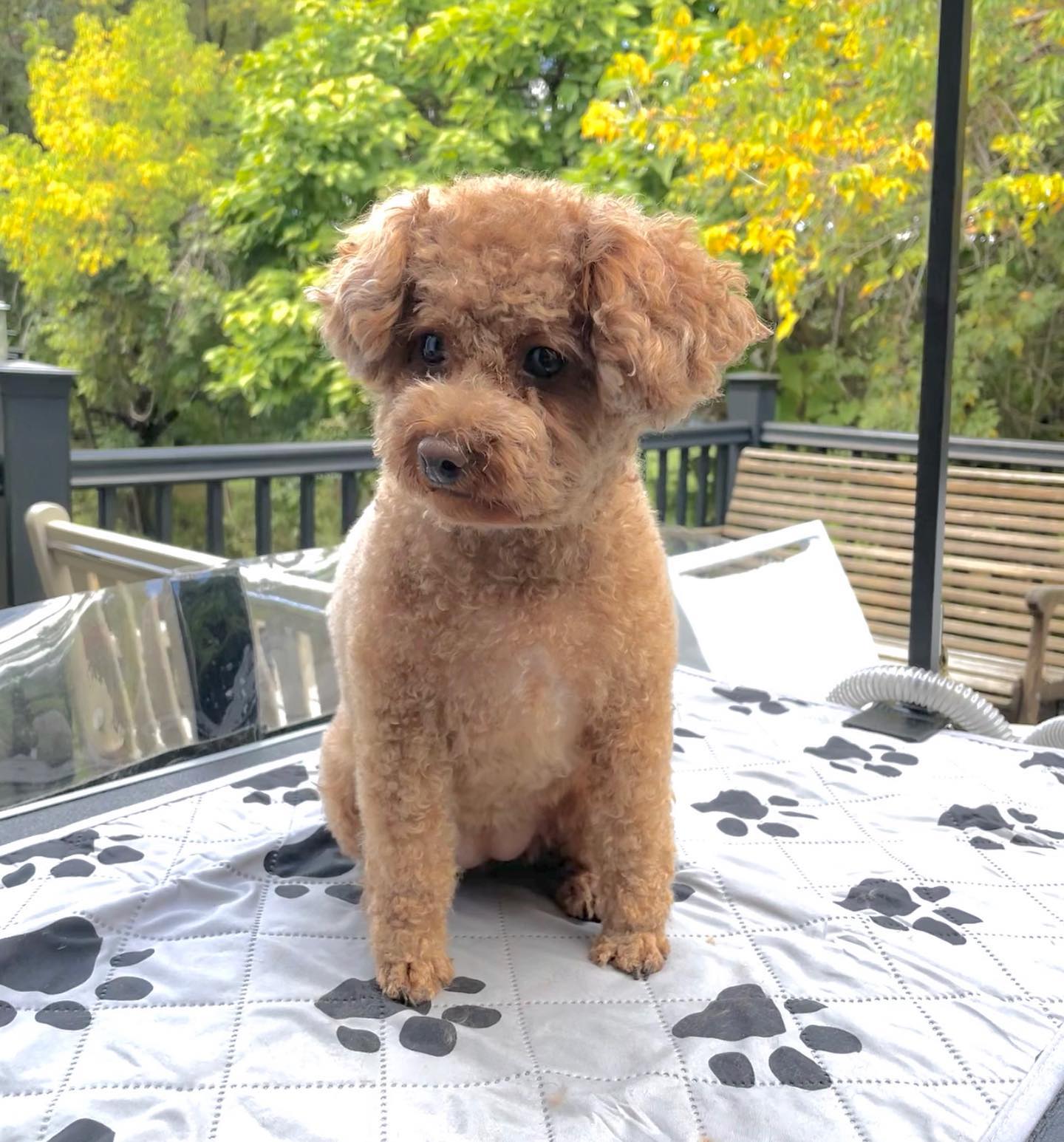 🐾Nutmeg🐾 3 year old toy poodle, as expected she is unbelievable cute.