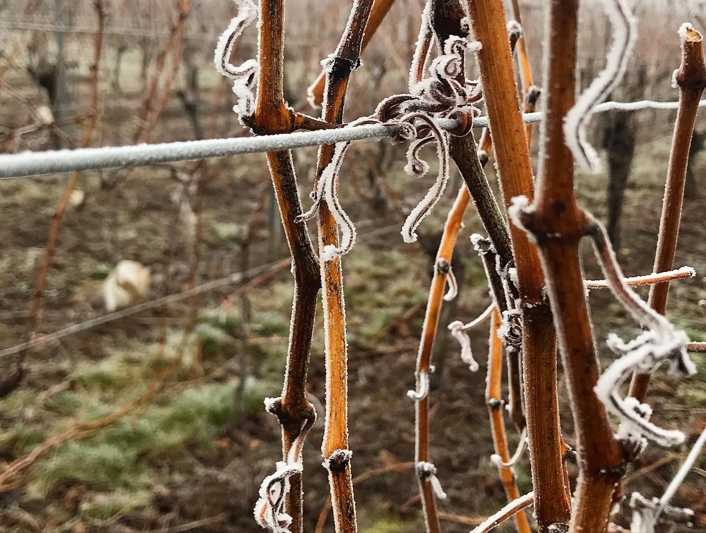 Matinée givrée ❄️